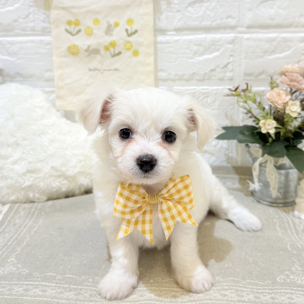 静岡県のハーフ犬・ミックス犬 (犬の家＆猫の里富士店/2025年6月28日生まれ/女の子/クリーム)の子犬の1枚目の画像