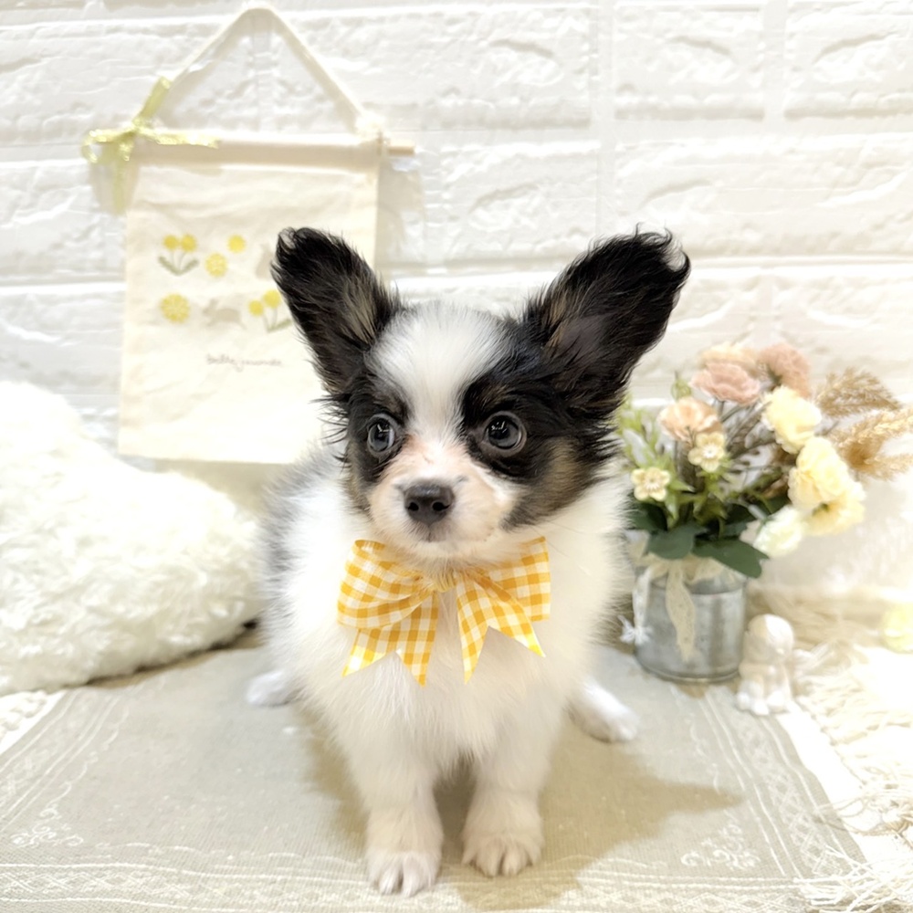 静岡県のパピヨン (犬の家＆猫の里富士店/2025年6月29日生まれ/女の子/トライカラー)の子犬の1枚目の画像