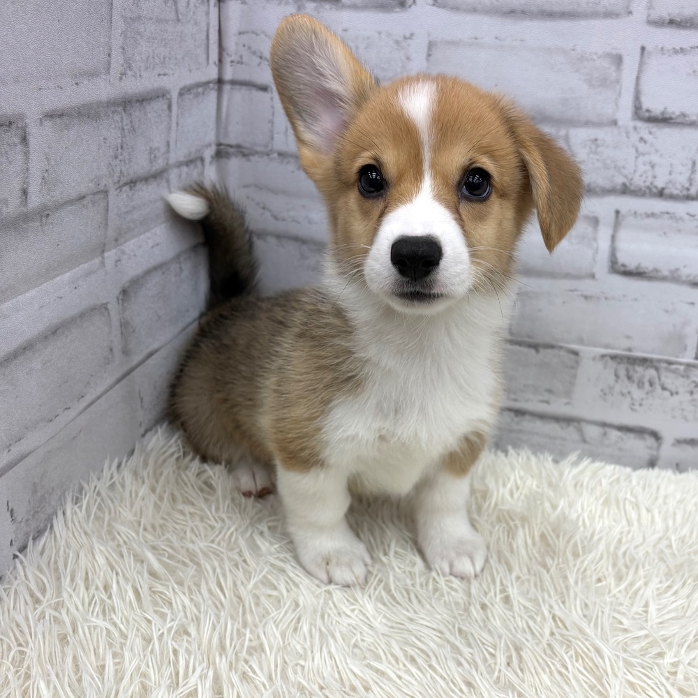 愛知県のウェルシュコーギーペンブローク (犬の家＆猫の里MEGAドン・キホーテ東海名和店/2026年7月30日生まれ/男の子/レッドホワイト)の子犬の1枚目の画像