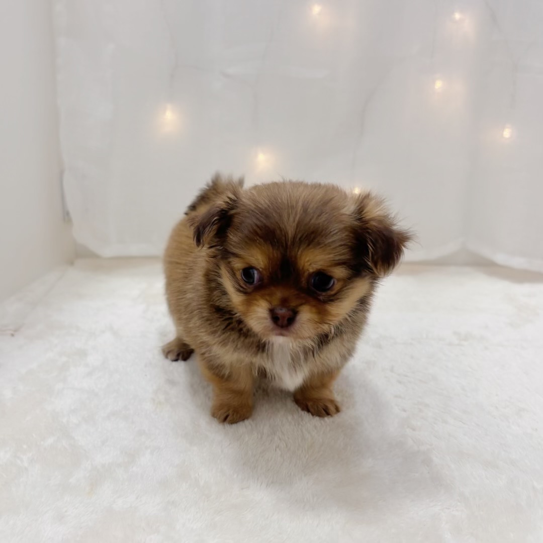 千葉県のチワワ(ロング) (犬の家＆猫の里BIGHOPガーデンモール印西店/2025年7月8日生まれ/女の子/チョコレートフォーン)の子犬の2枚目の画像