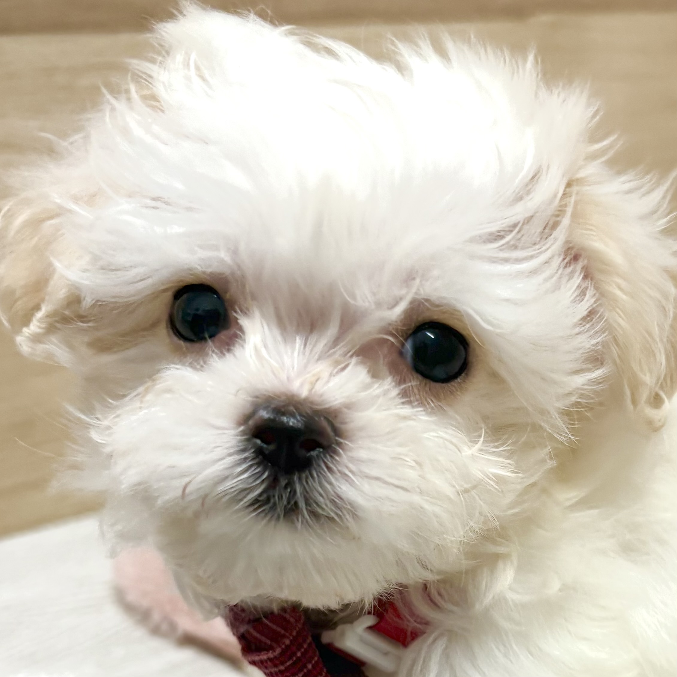 ハーフ犬女の子の写真