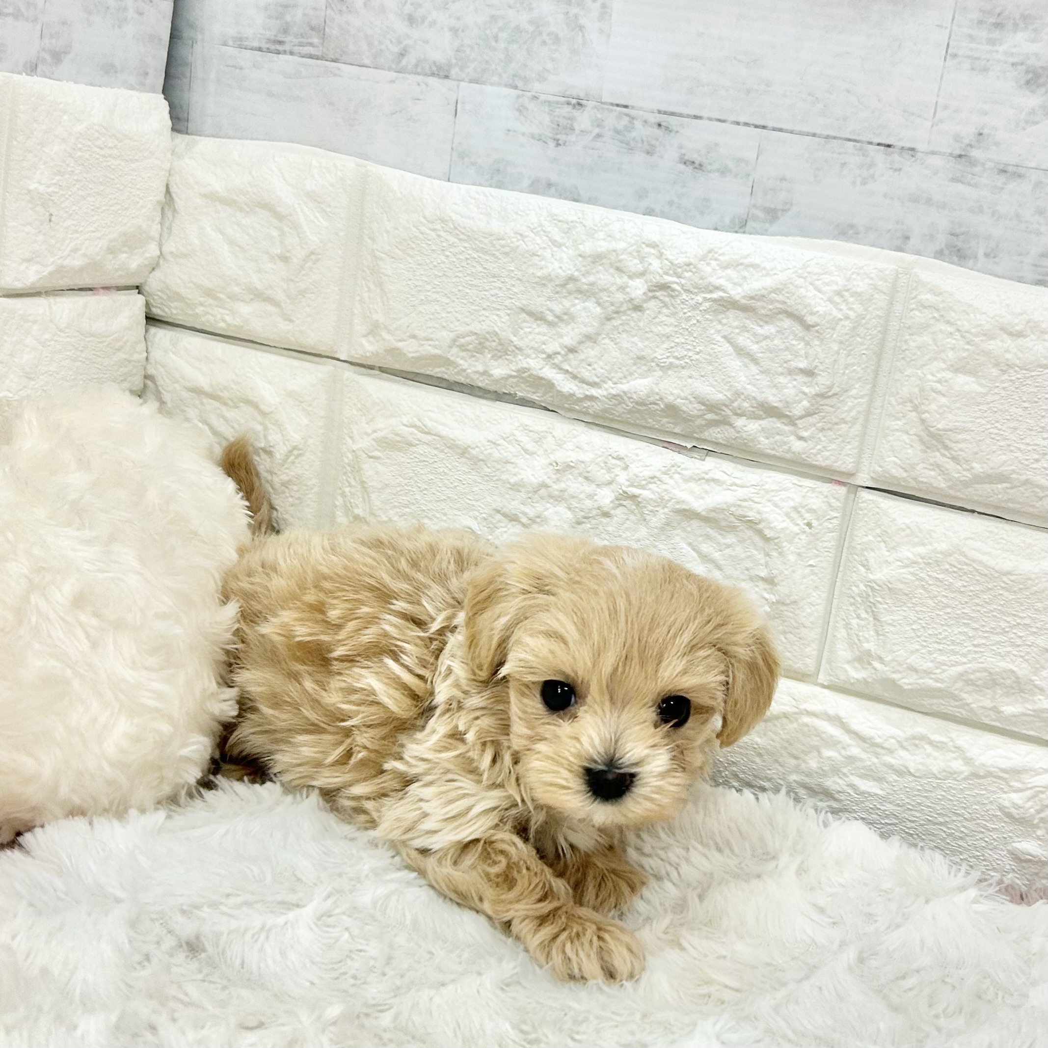 静岡県のマルプー(マルチーズ×プードル) (犬の家＆猫の里プレ葉ウォーク浜北店/2026年4月12日生まれ/男の子/アプリコット)の子犬の2枚目の画像