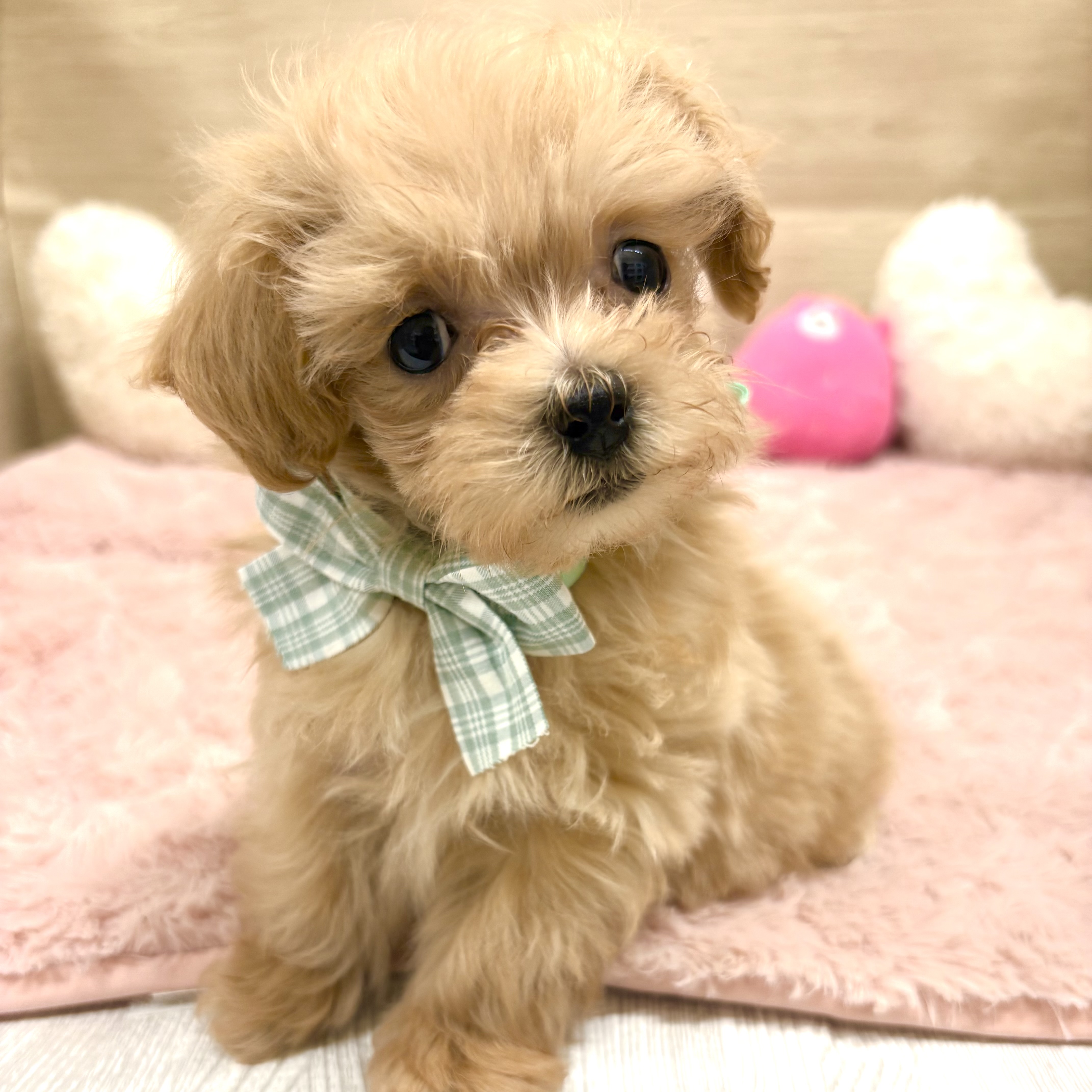 大阪府のマルプー(マルチーズ×プードル) (犬の家＆猫の里そよら東岸和田店/2025年10月7日生まれ/男の子/アプリコット)の子犬の2枚目の画像