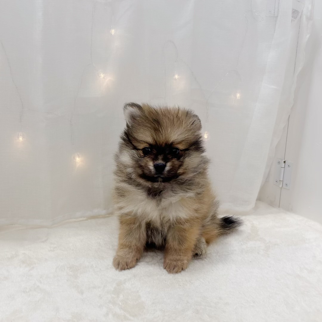 千葉県のポメラニアン (犬の家＆猫の里BIGHOPガーデンモール印西店/2025年7月8日生まれ/女の子/オレンジセーブル)の子犬の2枚目の画像