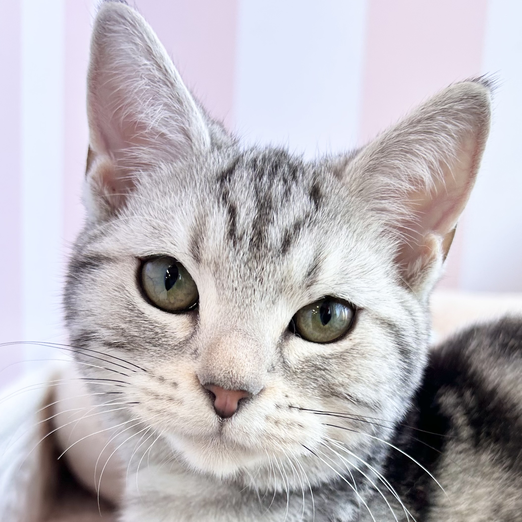 岡山県のアメリカンショートヘアー (犬の家＆猫の里倉敷中庄店/2025年7月25日生まれ/男の子/シルバータビー)の子猫の1枚目の画像