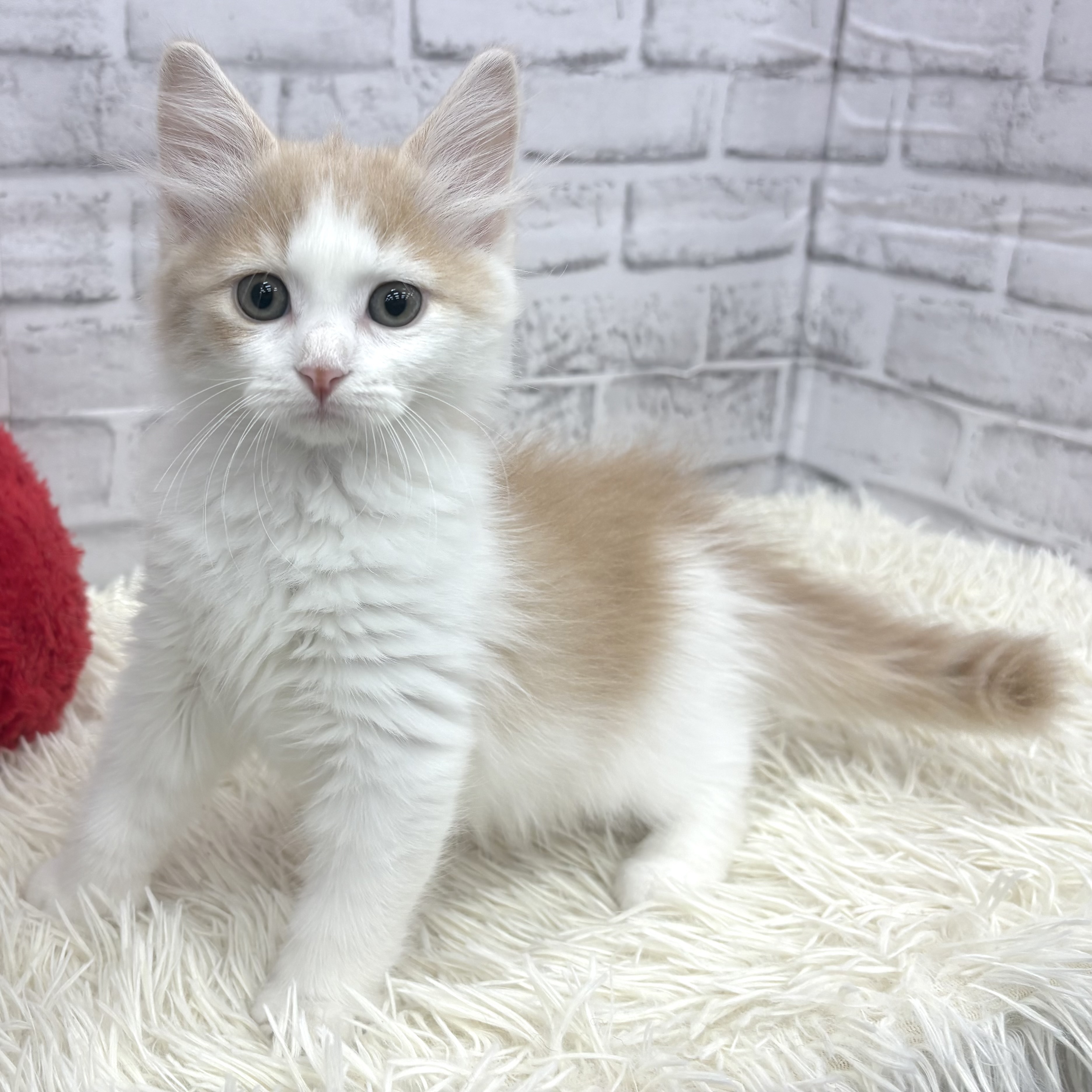 愛知県のサイベリアン (犬の家＆猫の里MEGAドン・キホーテ東海名和店/2026年7月27日生まれ/男の子/クリームタビーホワイト)の子猫の2枚目の画像