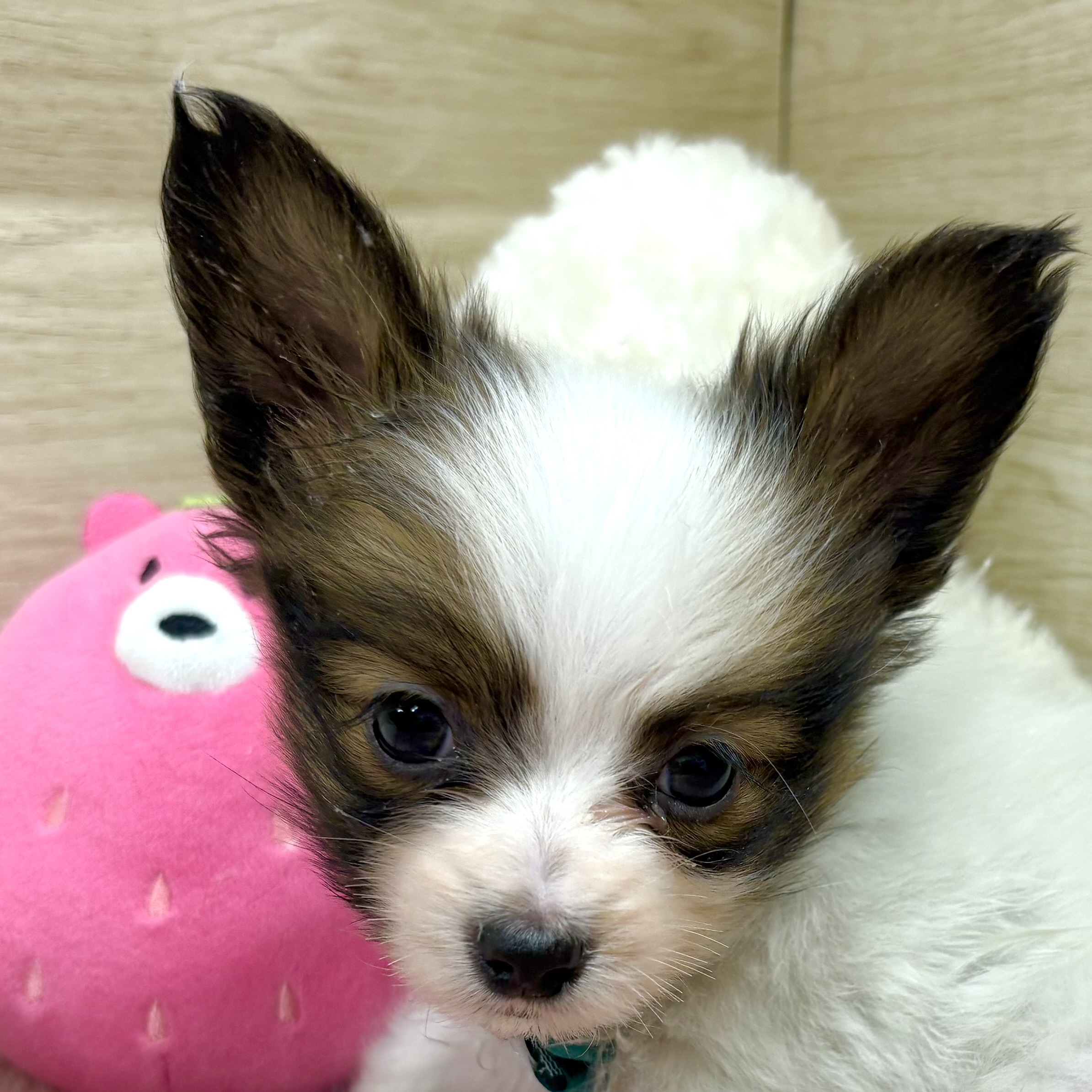 大阪府のパピヨン (犬の家＆猫の里そよら東岸和田店/2025年10月12日生まれ/男の子/ホワイトブラウン)の子犬の1枚目の画像