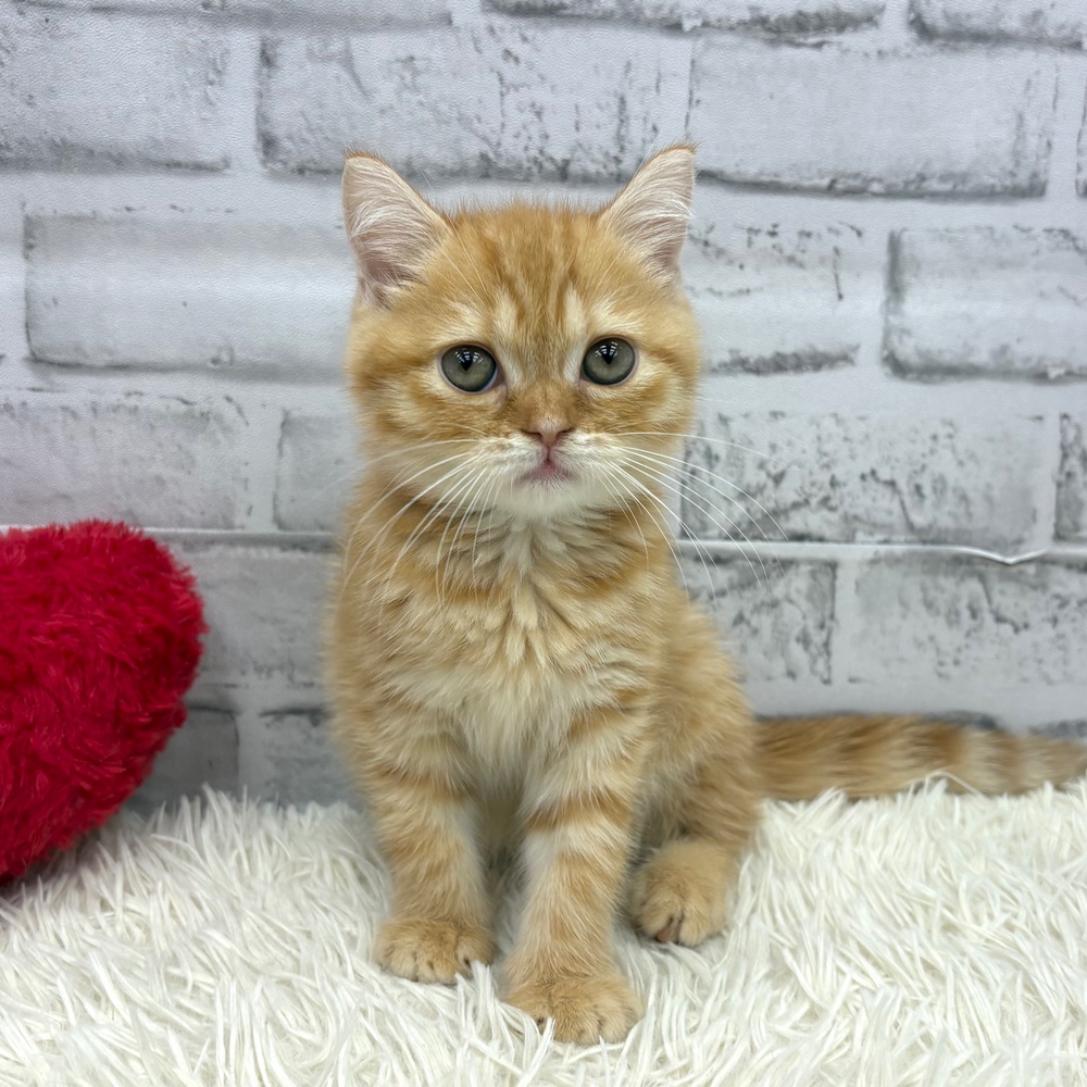 愛知県のスコティッシュフォールド (犬の家＆猫の里MEGAドン・キホーテ東海名和店/2026年7月28日生まれ/女の子/レッドタビーホワイト)の子猫の2枚目の画像