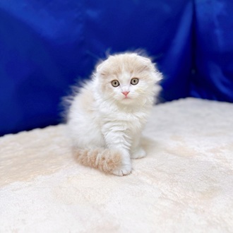 愛知県のスコティッシュフォールド (犬の家＆猫の里一宮店/2025年6月7日生まれ/女の子/クリームタビーホワイト)の子猫の2枚目の画像
