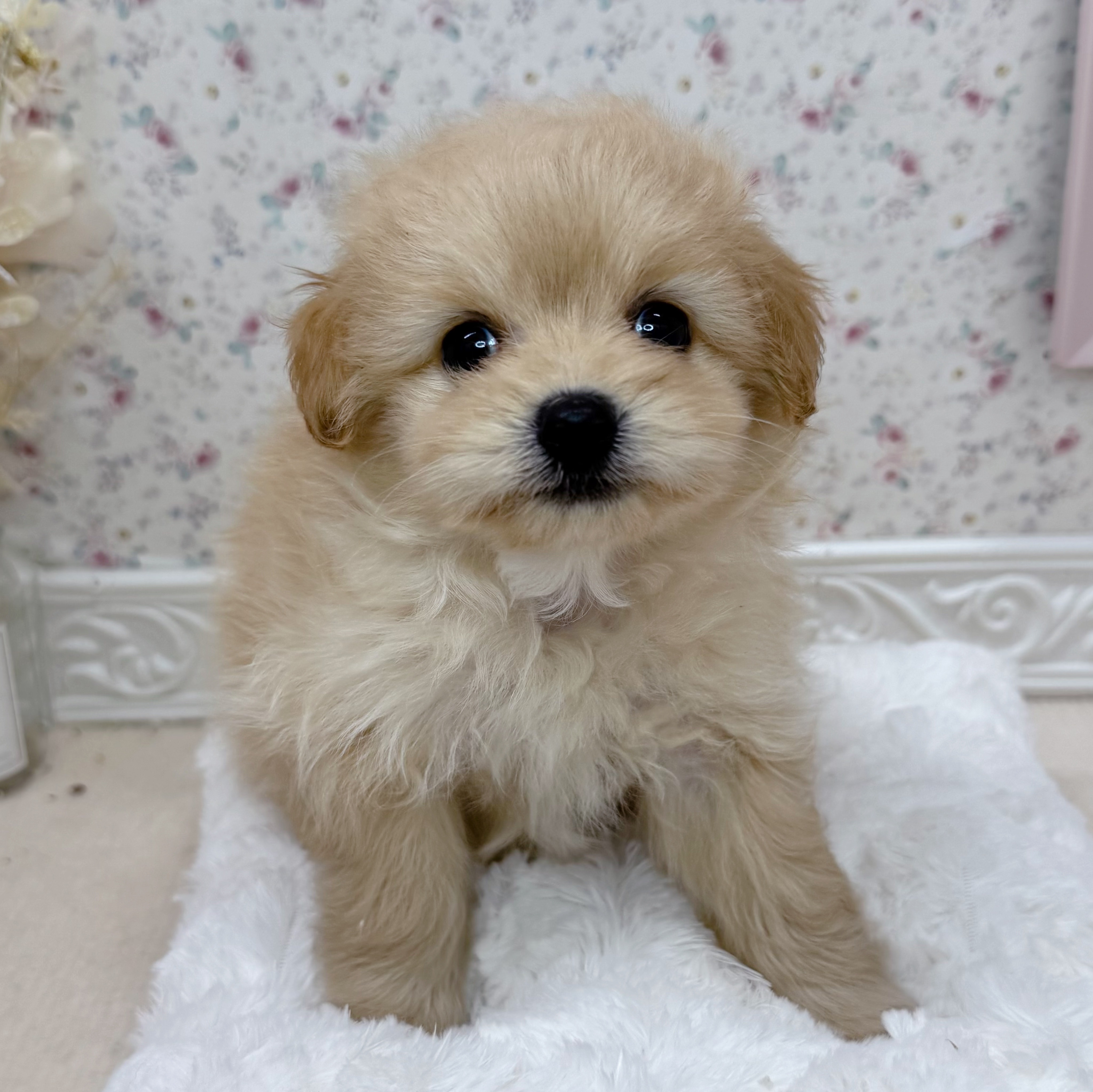 石川県のポメプー(ポメラニアン×プードル) (犬の家＆猫の里アミーゴ金沢有松店/2025年6月20日生まれ/男の子/アプリコット)の子犬の1枚目の画像