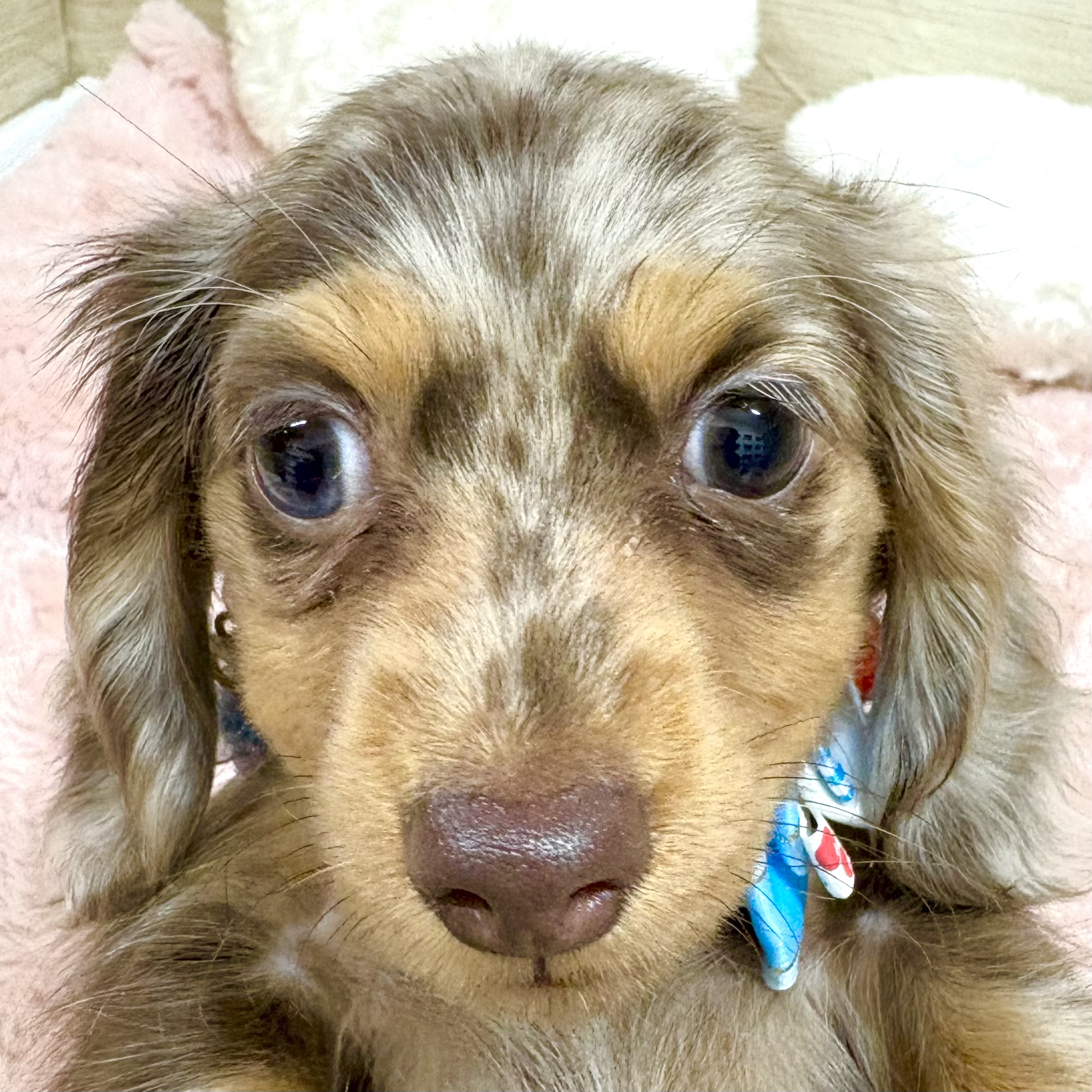 大阪府のカニンヘンダックスフンド(ロング) (犬の家＆猫の里そよら東岸和田店/2025年10月10日生まれ/女の子/チョコレートダップル)の子犬の1枚目の画像