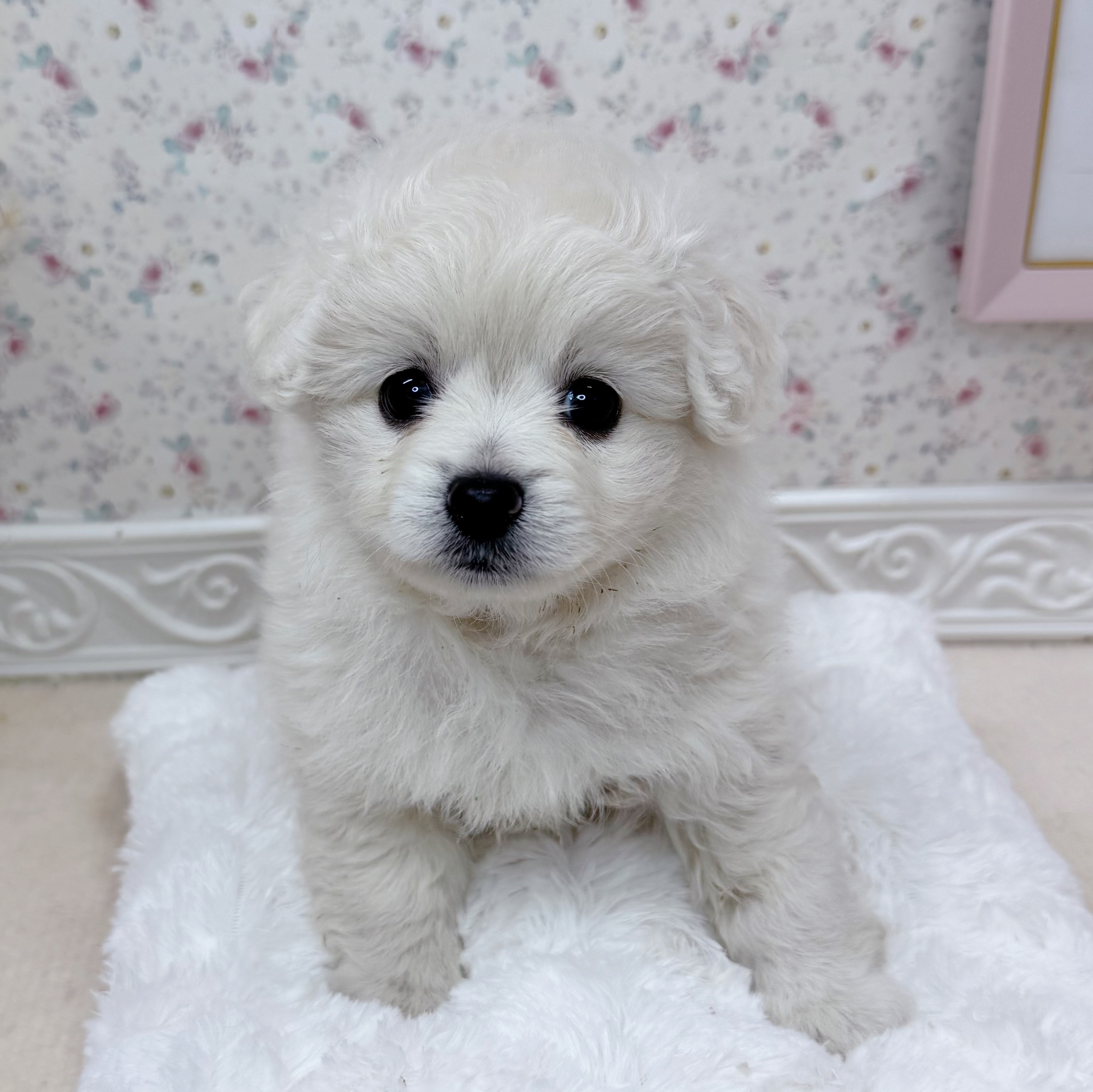 石川県のポメビション(ポメラニアン×ビションフリーゼ) (犬の家＆猫の里アミーゴ金沢有松店/2025年6月23日生まれ/女の子/クリーム)の子犬の1枚目の画像