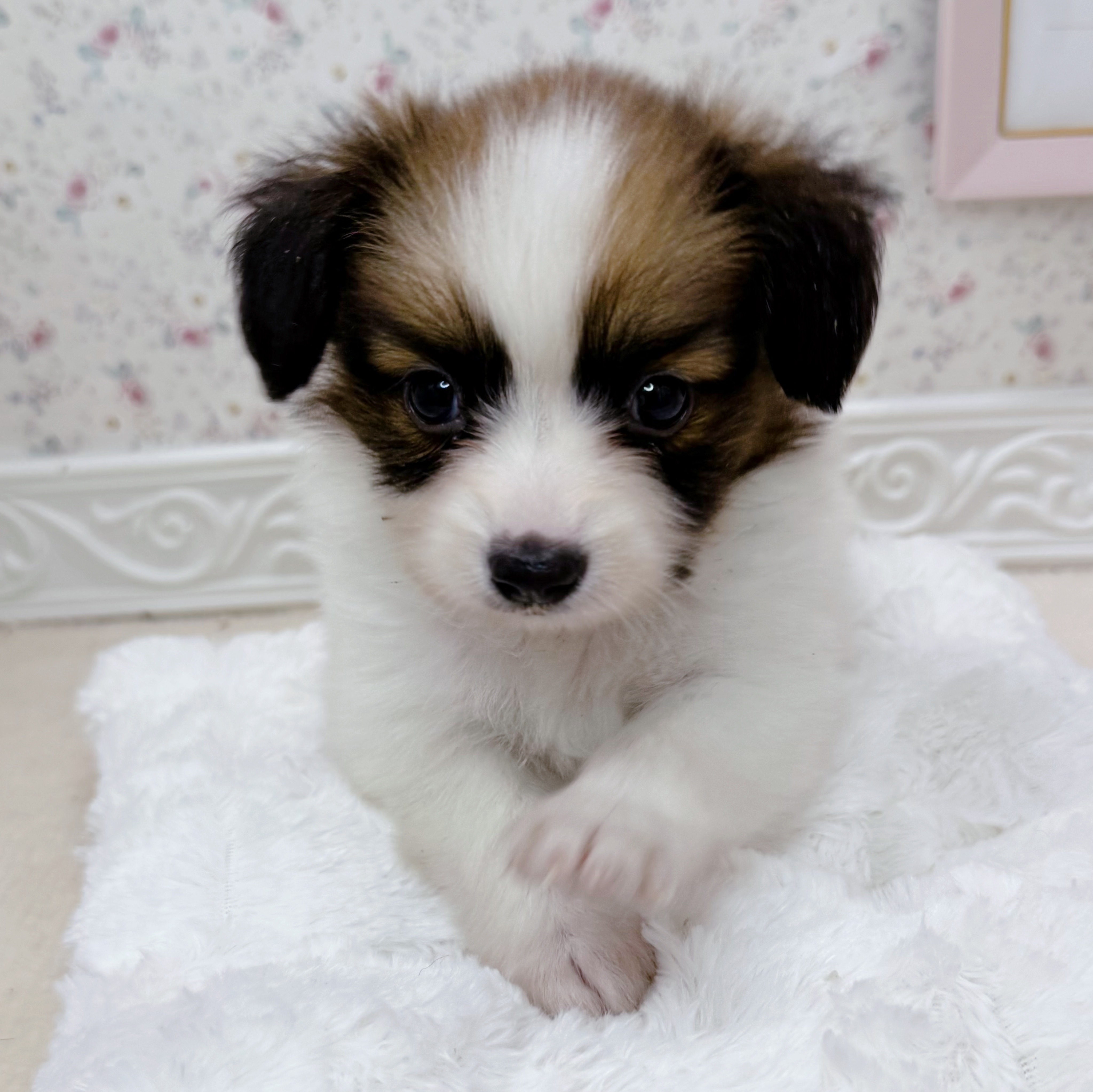 石川県のパピヨン (犬の家＆猫の里アミーゴ金沢有松店/2025年6月20日生まれ/女の子/ホワイトブラウン)の子犬の1枚目の画像