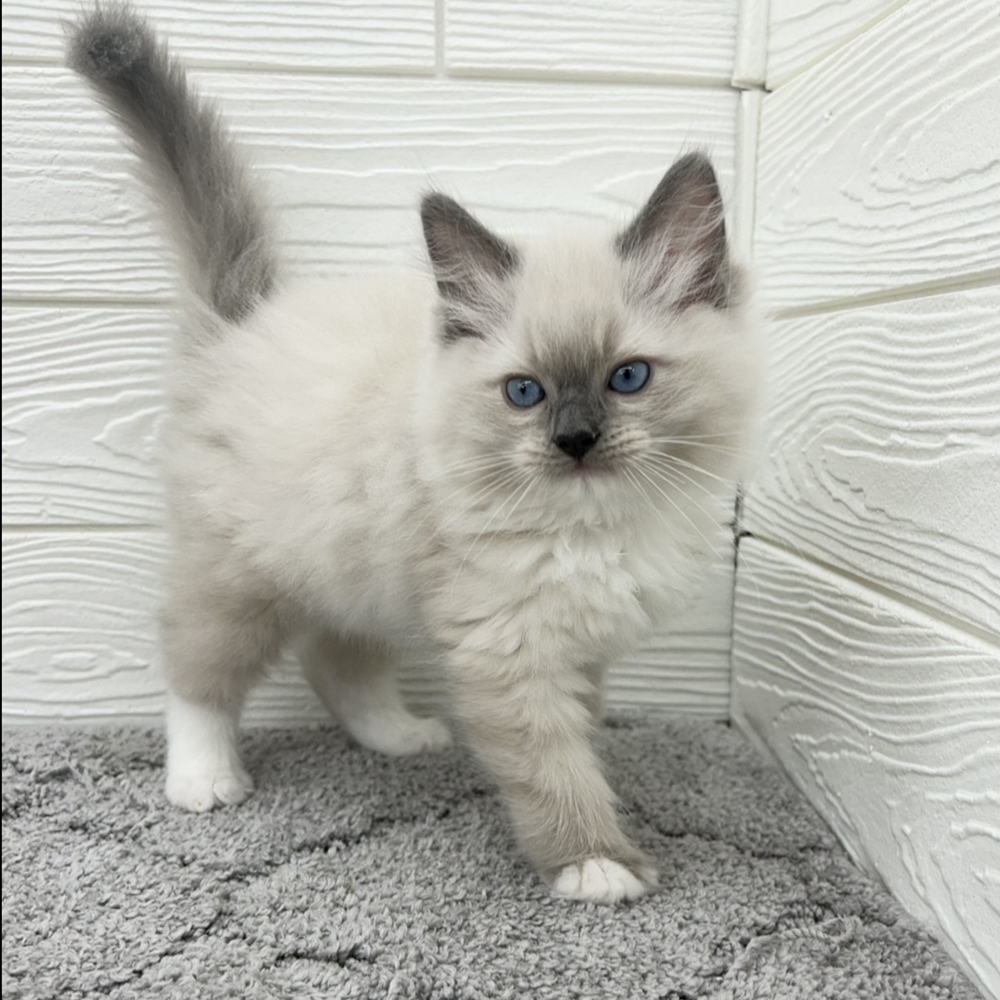 愛知県のラグドール (犬の家＆猫の里七宝店/2026年3月16日生まれ/男の子/ブルーポイントミテッド)の子猫の2枚目の画像