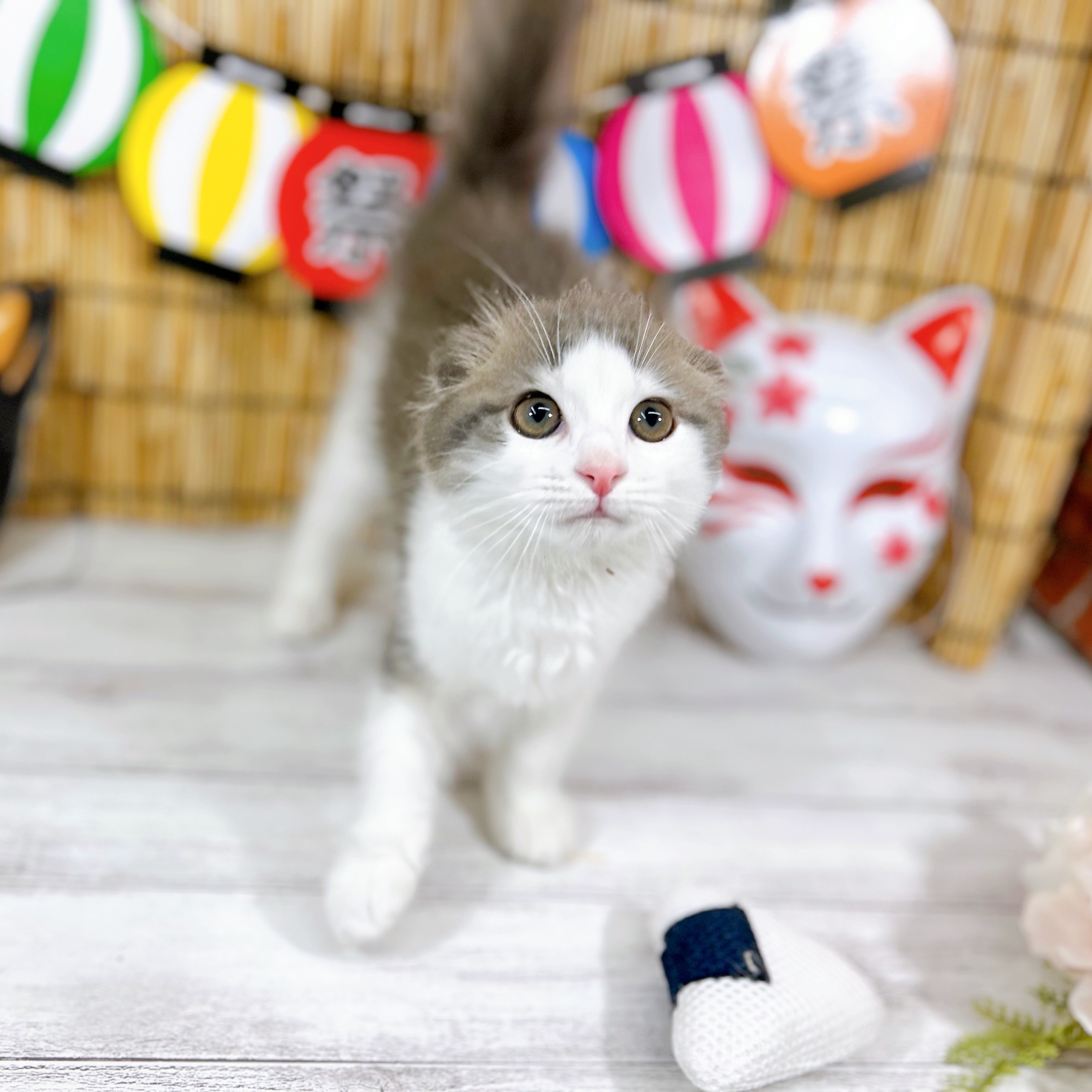 神奈川県のスコティッシュフォールド (犬の家＆猫の里小田原店/2025年7月2日生まれ/男の子/ブルータビーホワイト)の子猫の1枚目の画像