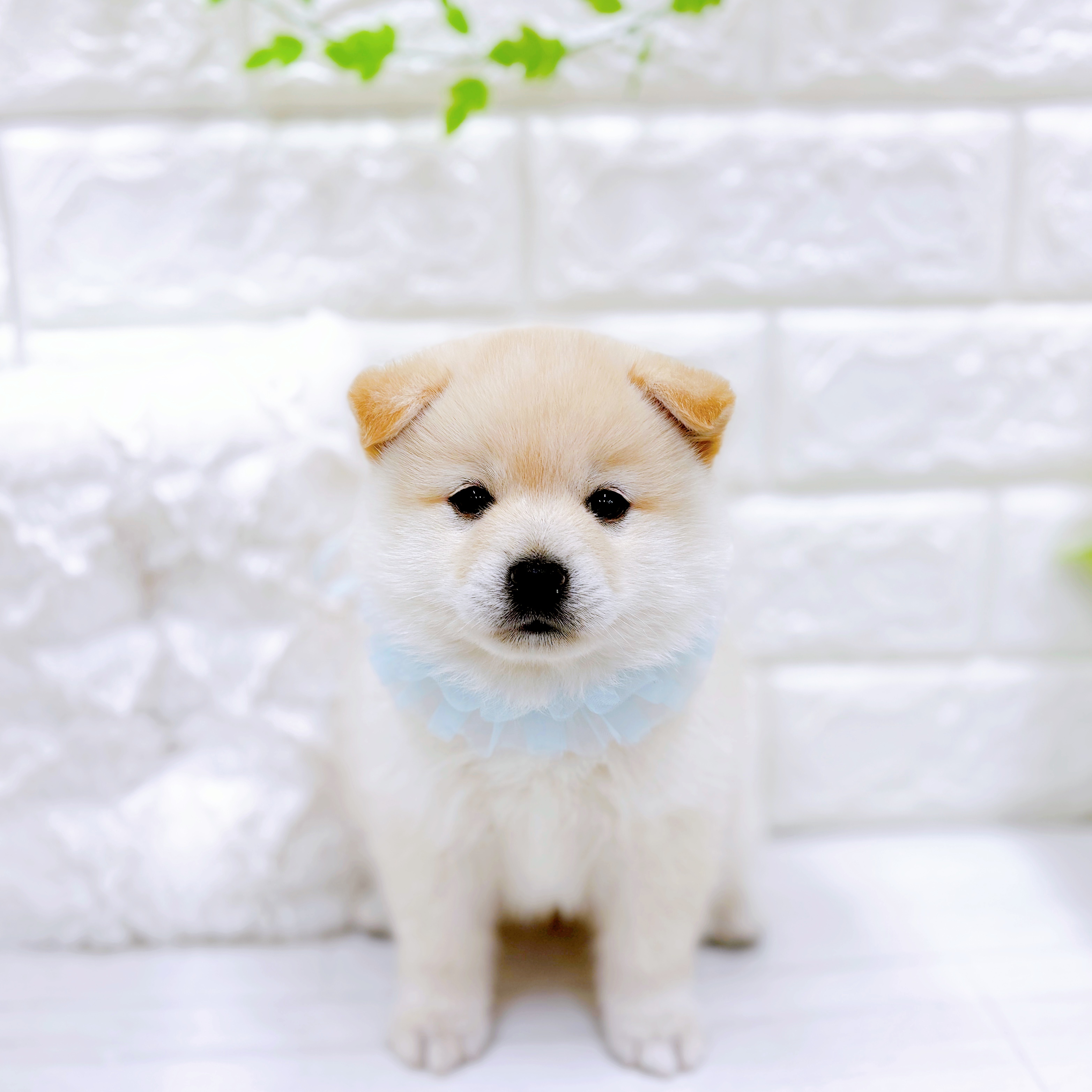 福井県のポメ柴/豆ポメ/ポメ豆柴(ポメラニアン×柴犬) (犬の家＆猫の里アミーゴ福井店/2026年5月5日生まれ/男の子/白)の子犬の1枚目の画像