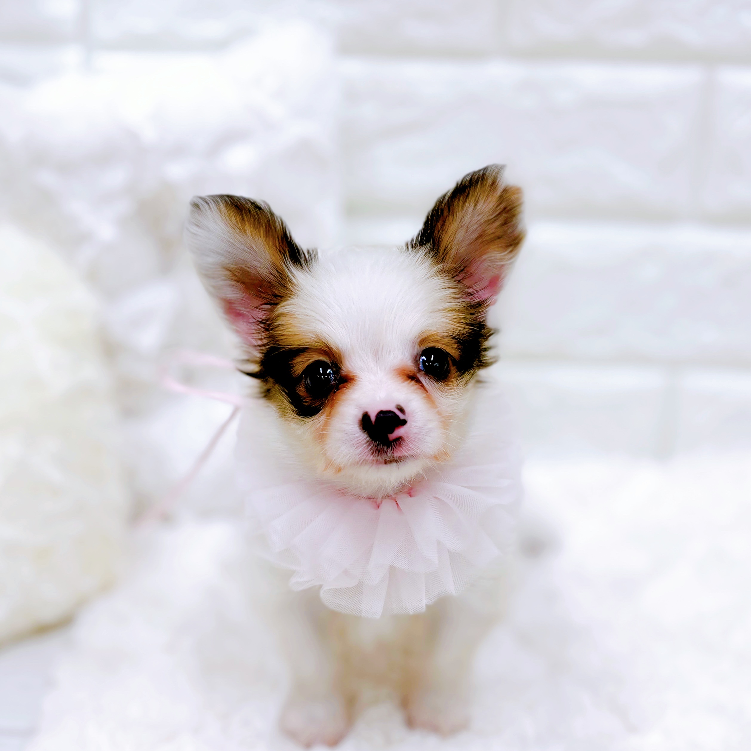 福井県のパピヨン (犬の家＆猫の里アミーゴ福井店/2026年5月2日生まれ/女の子/ホワイトブラウン)の子犬の1枚目の画像