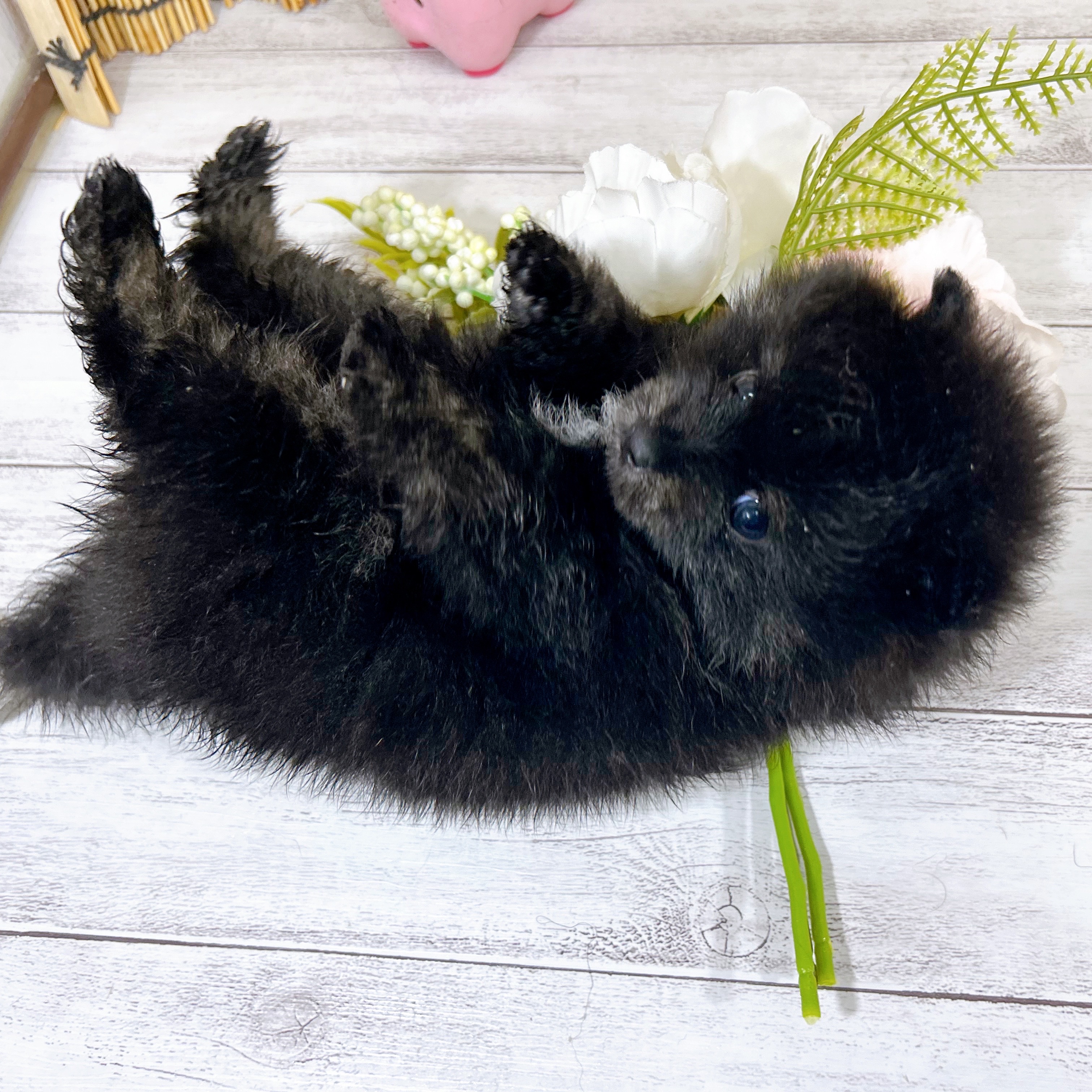 神奈川県のポメラニアン (犬の家＆猫の里小田原店/2025年7月7日生まれ/男の子/ブラックタン)の子犬の2枚目の画像