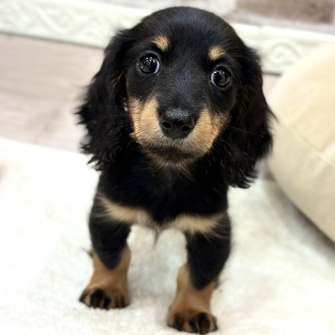 三重県のミニチュアダックスフンド(ロング) (犬の家＆猫の里三重桑名店/2026年8月4日生まれ/男の子/ブラックタン)の子犬の2枚目の画像