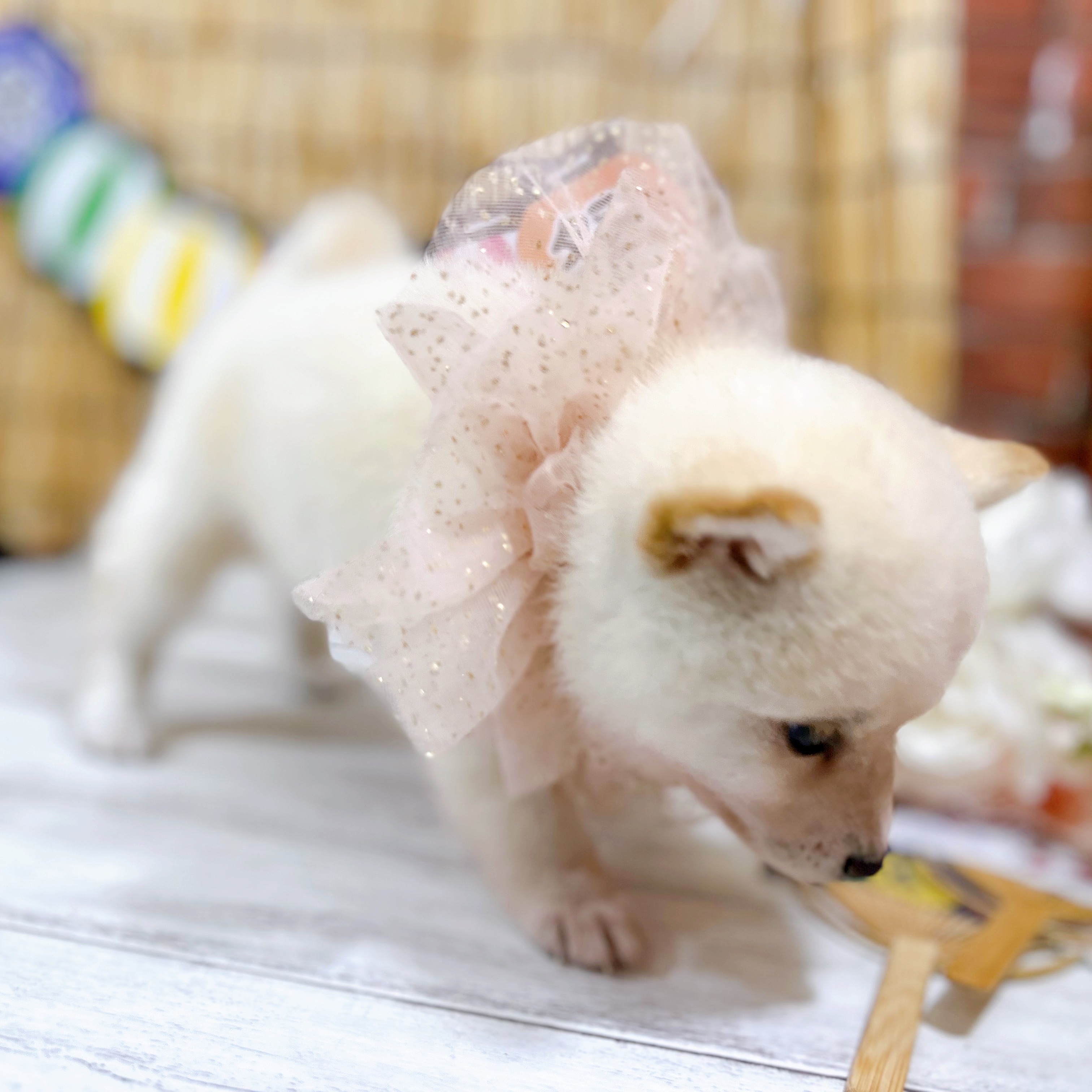 神奈川県の豆柴 (犬の家＆猫の里小田原店/2025年7月7日生まれ/男の子/白)の子犬の2枚目の画像