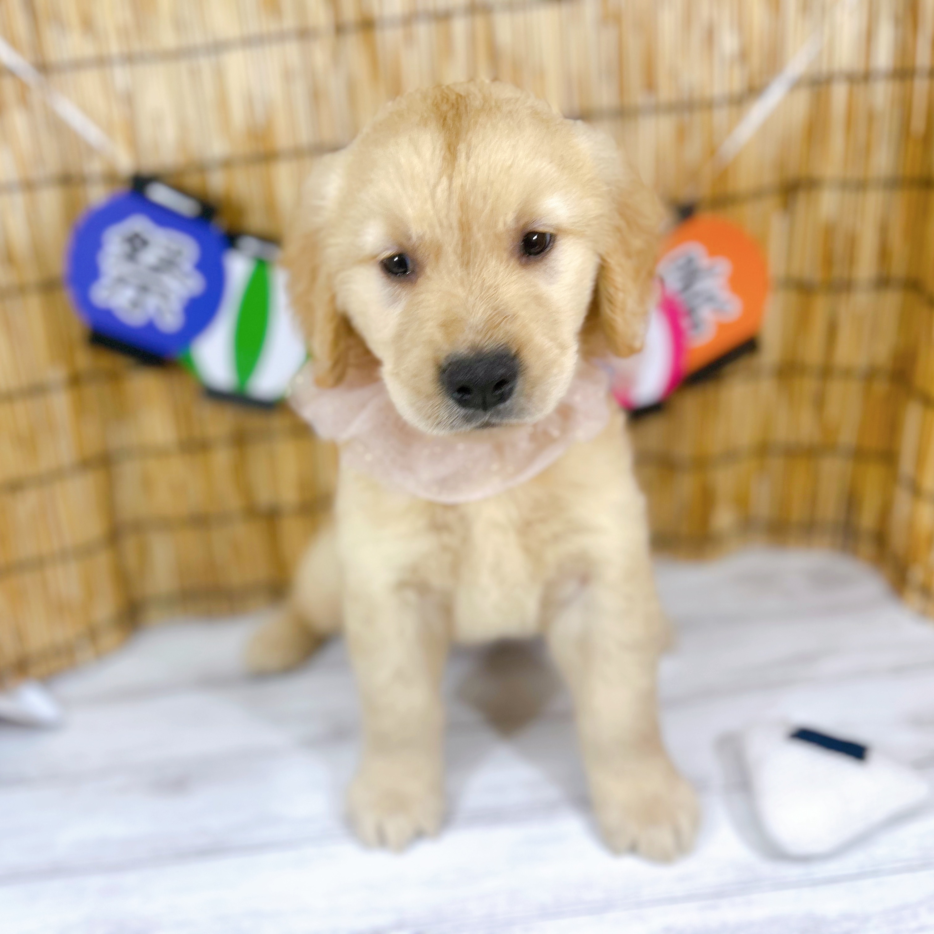 神奈川県のゴールデンレトリバー (犬の家＆猫の里小田原店/2025年7月8日生まれ/男の子/ゴールデン)の子犬の1枚目の画像