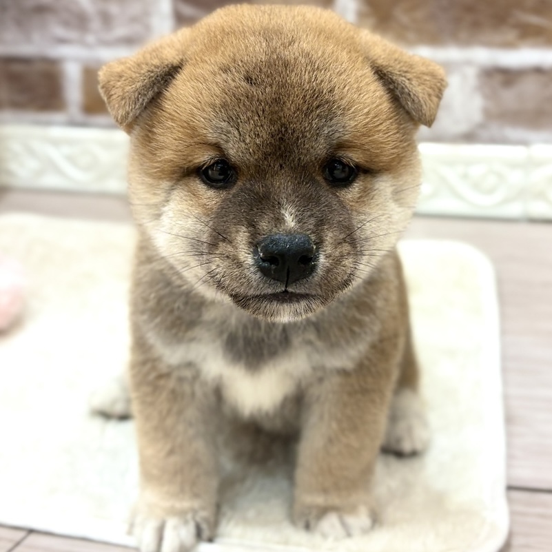三重県の柴犬(標準サイズ) (犬の家＆猫の里三重桑名店/2026年8月18日生まれ/男の子/赤)の子犬の1枚目の画像