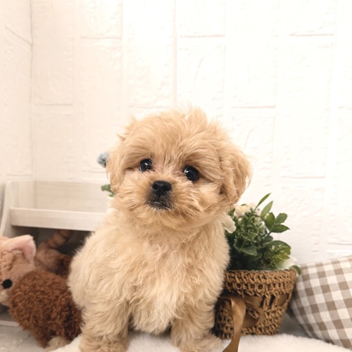 愛知県のペキプー(ペキニーズ×プードル) (犬の家＆猫の里豊川インター店/2026年5月29日生まれ/男の子/クリーム)の子犬の2枚目の画像