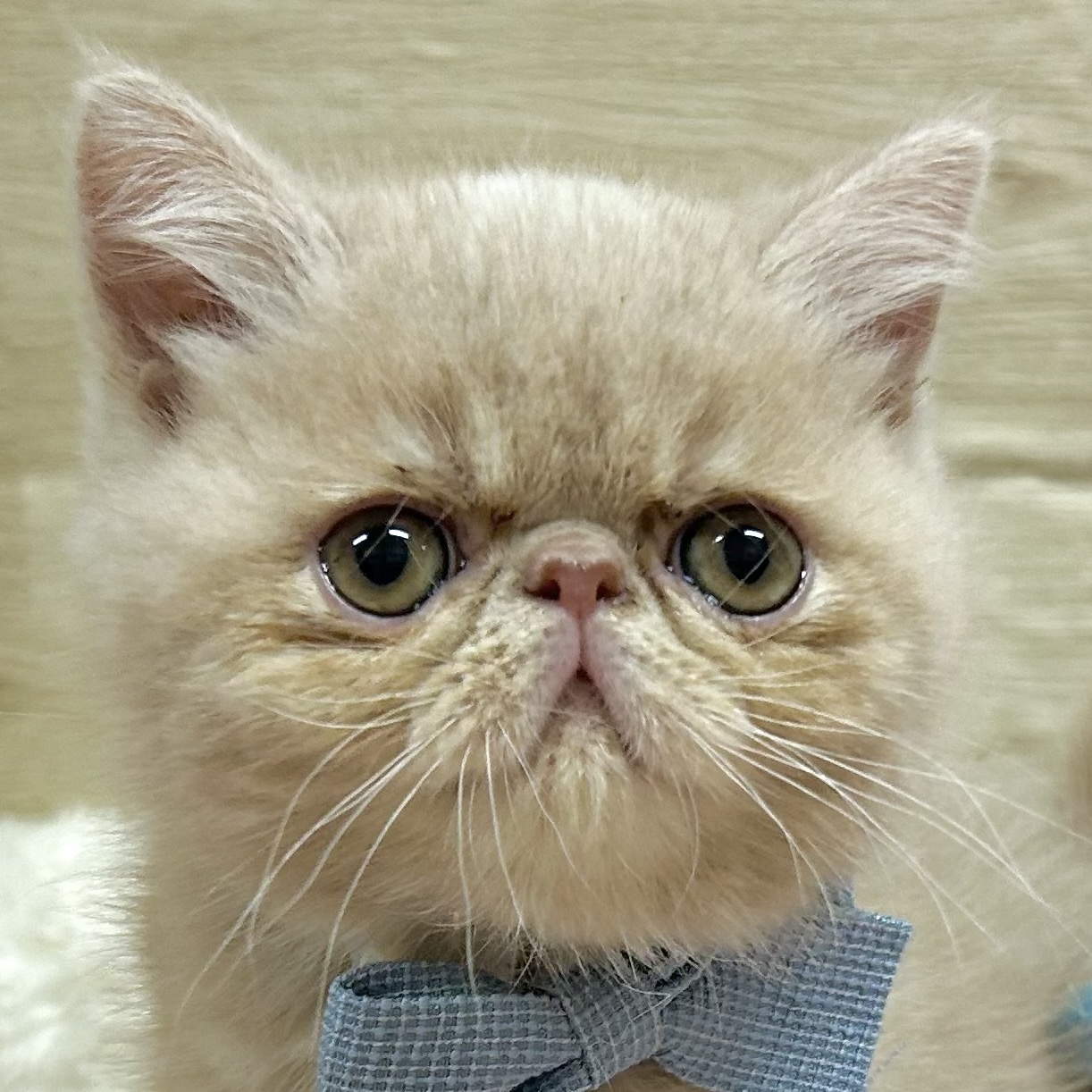 大阪府のエキゾチック (犬の家＆猫の里そよら東岸和田店/2025年9月25日生まれ/男の子/クリーム)の子猫の1枚目の画像