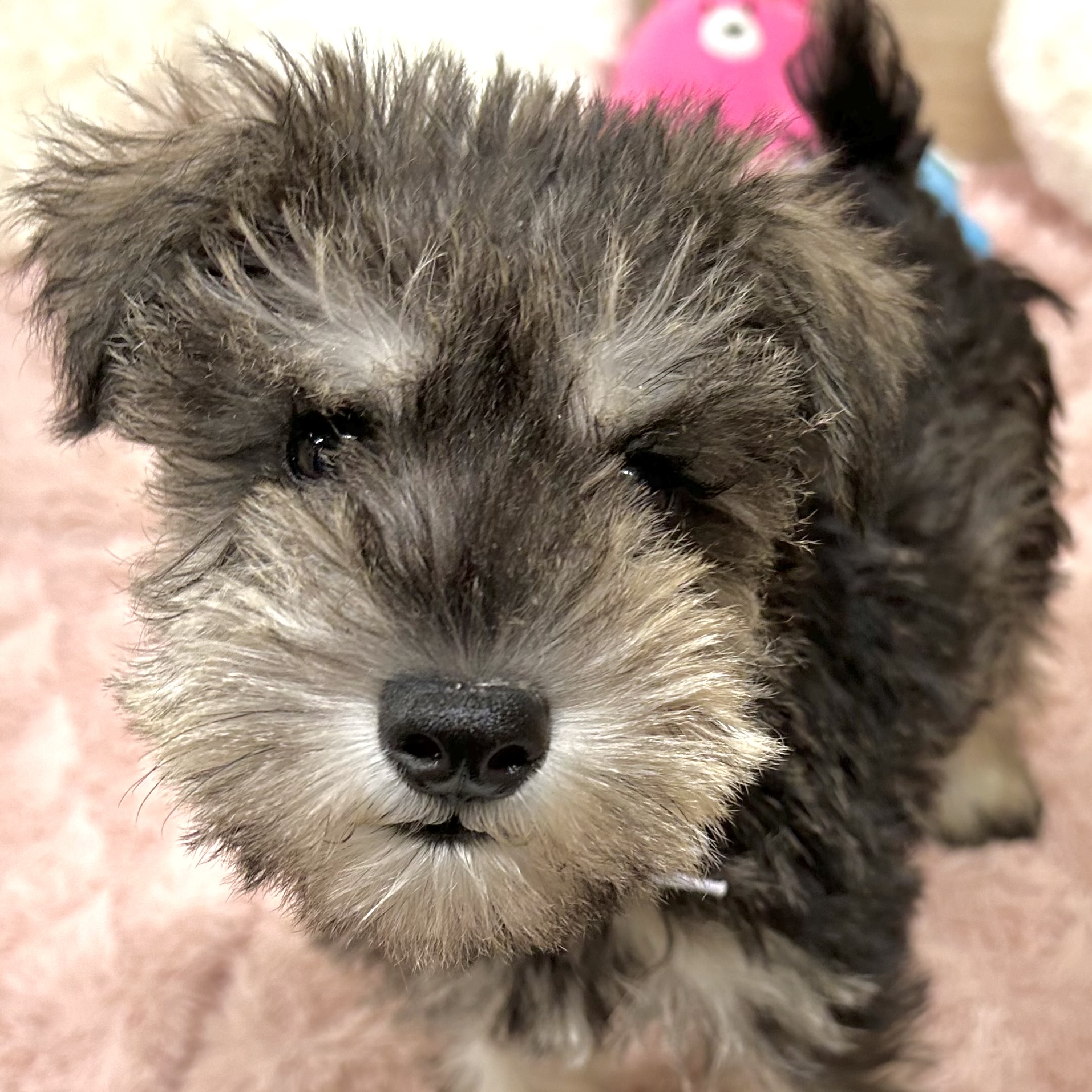 大阪府のミニチュアシュナウザー (犬の家＆猫の里そよら東岸和田店/2025年8月31日生まれ/男の子/ソルトペッパー)の子犬の1枚目の画像