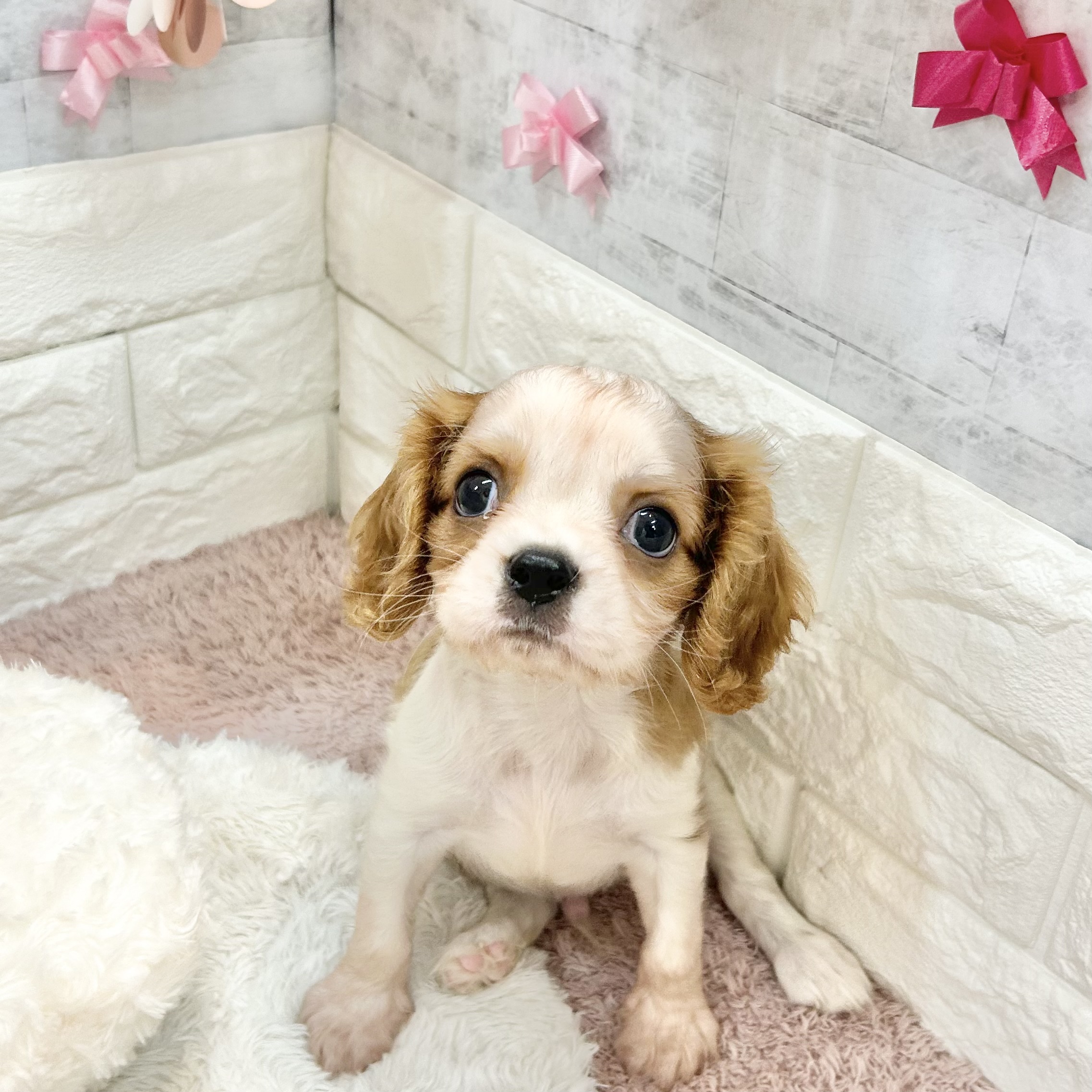 静岡県のキャバリアキングチャールズスパニエル (犬の家＆猫の里プレ葉ウォーク浜北店/2026年4月18日生まれ/男の子/ブレンハイム)の子犬の2枚目の画像