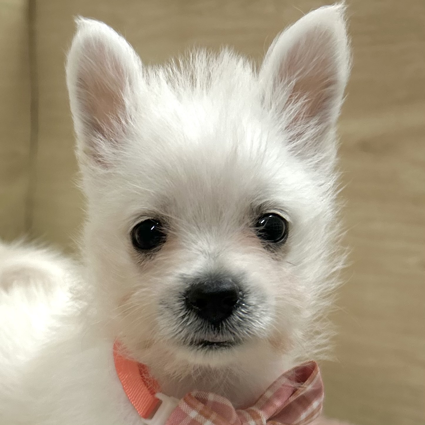 大阪府のポメシュナ/シュナポメ(ポメラニアン×シュナウザー) (犬の家＆猫の里そよら東岸和田店/2025年8月30日生まれ/女の子/ホワイト)の子犬の1枚目の画像