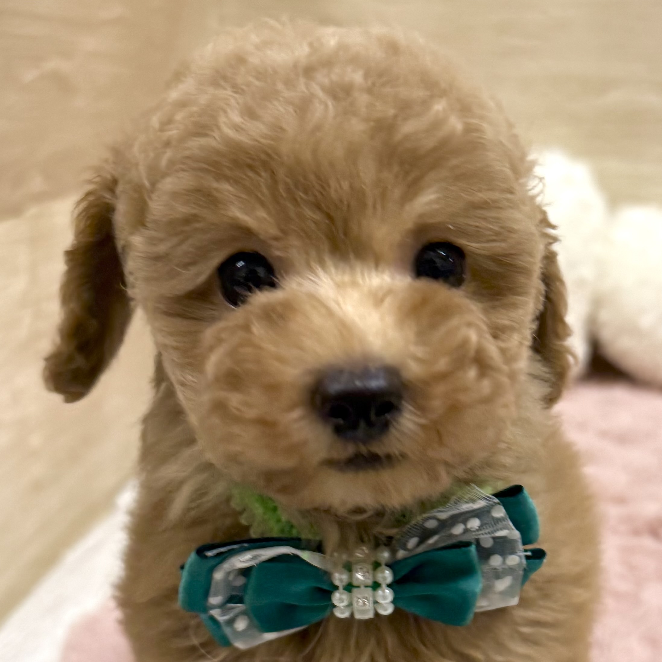 大阪府のトイプードル(トイ) (犬の家＆猫の里そよら東岸和田店/2025年9月14日生まれ/女の子/オレンジフォーン)の子犬