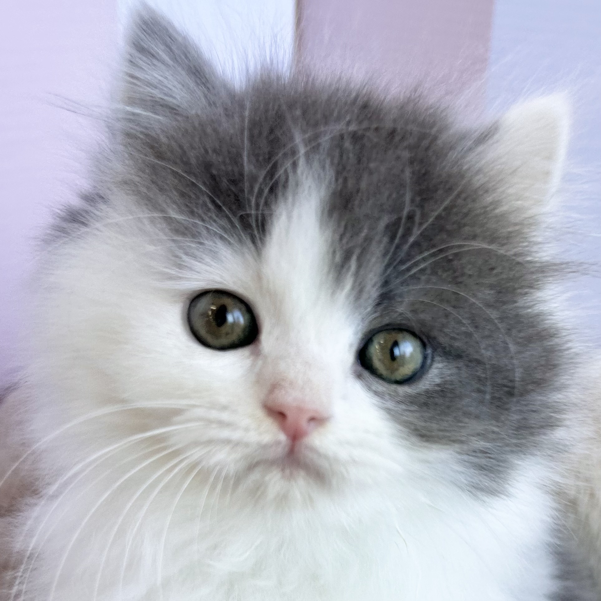 ブリティッシュロングヘア女の子の写真