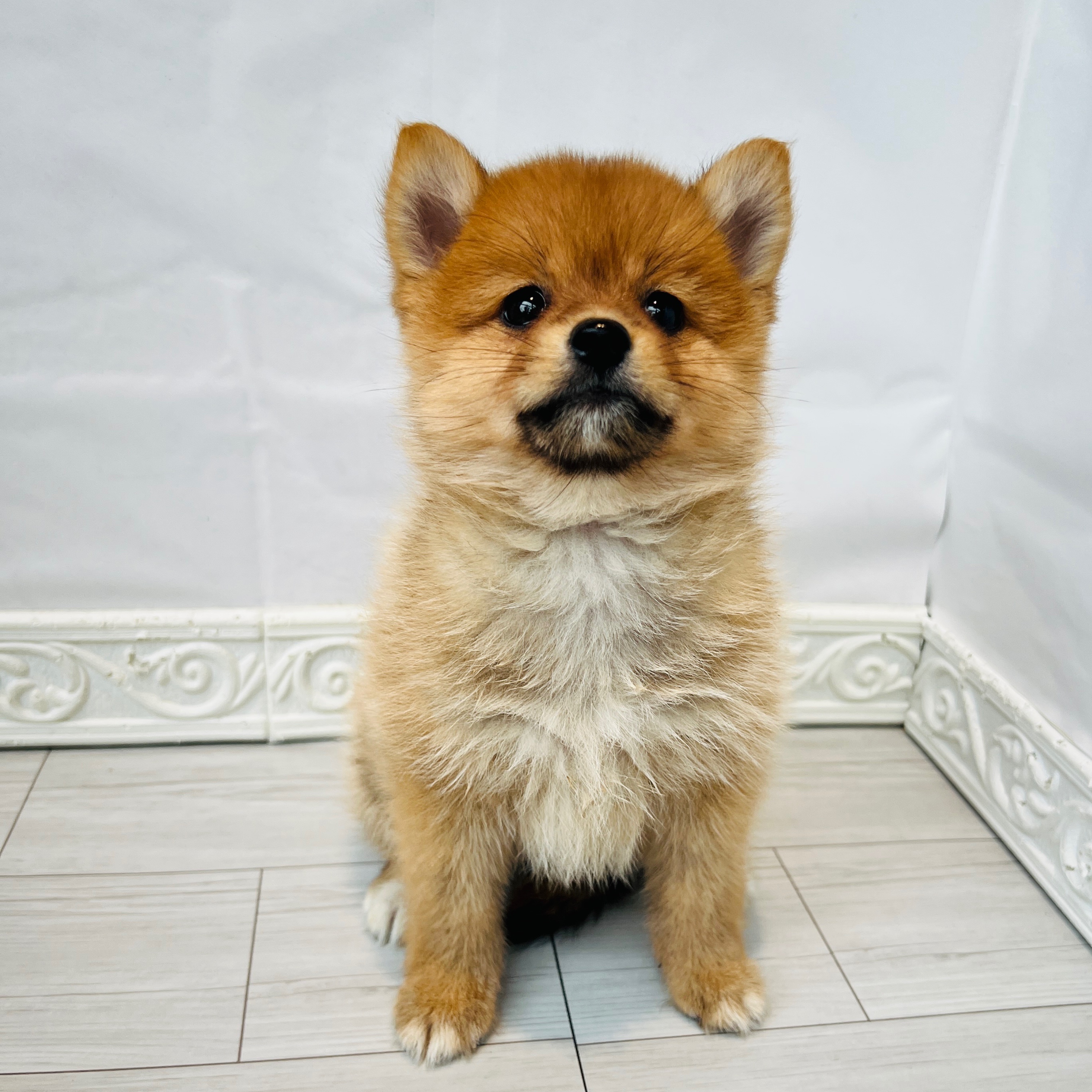 ハーフ犬女の子の写真