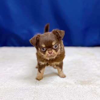 愛知県のチワワ(ロング) (犬の家＆猫の里一宮店/2025年11月3日生まれ/男の子/チョコレートタンホワイト)の子犬の2枚目の画像