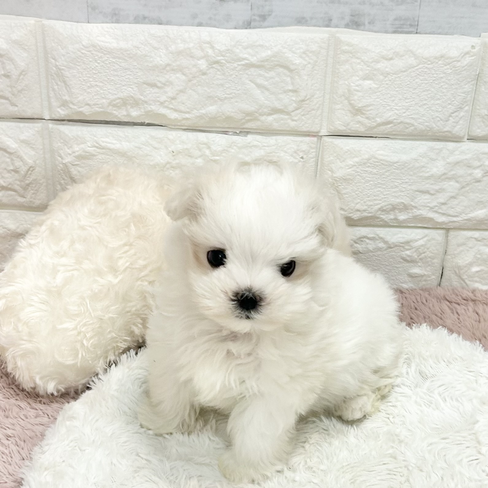 静岡県のマルチーズ (犬の家＆猫の里プレ葉ウォーク浜北店/2026年4月21日生まれ/女の子/ホワイト)の子犬の2枚目の画像