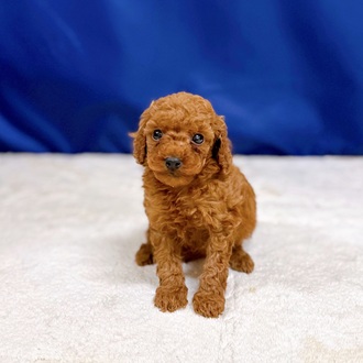 愛知県のトイプードル(トイ) (犬の家＆猫の里一宮店/2025年11月3日生まれ/男の子/レッド)の子犬の2枚目の画像