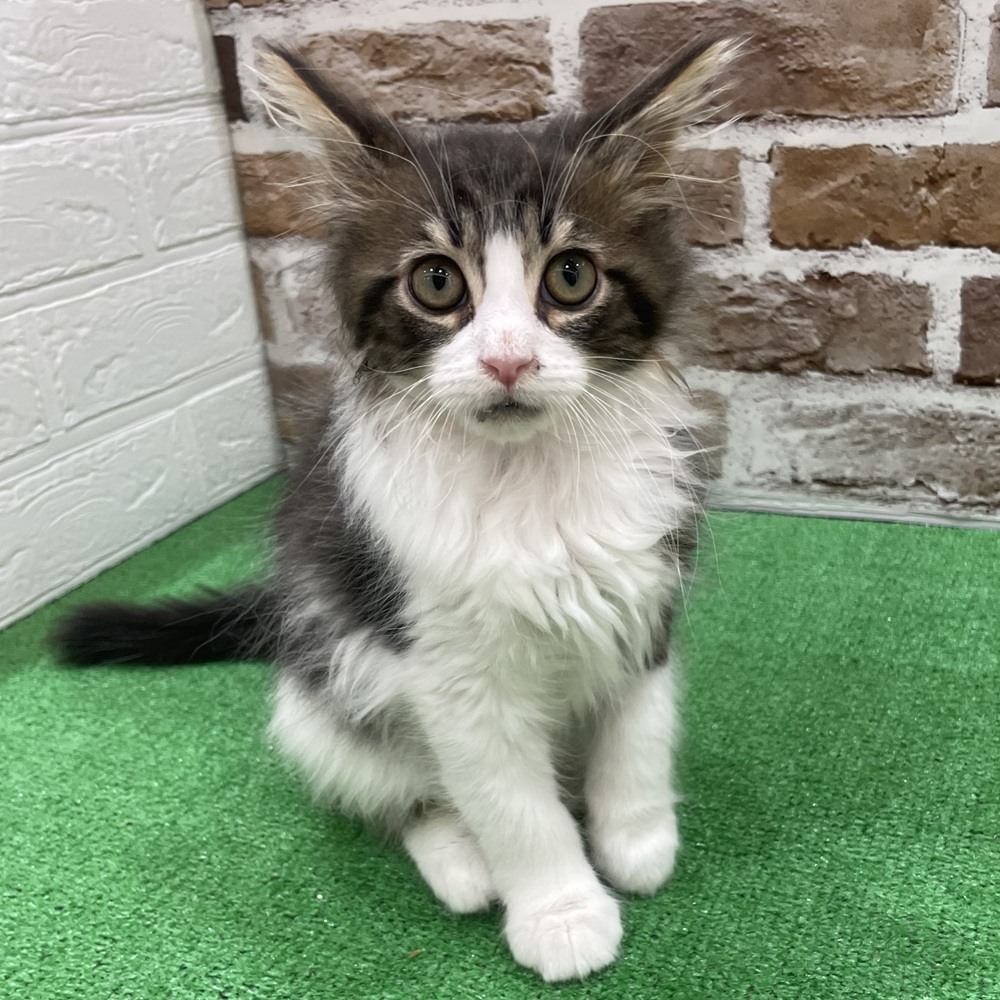 三重県のメインクーン (犬の家＆猫の里三重桑名店/2025年11月12日生まれ/男の子/ブラックタビーホワイト)の子猫の2枚目の画像