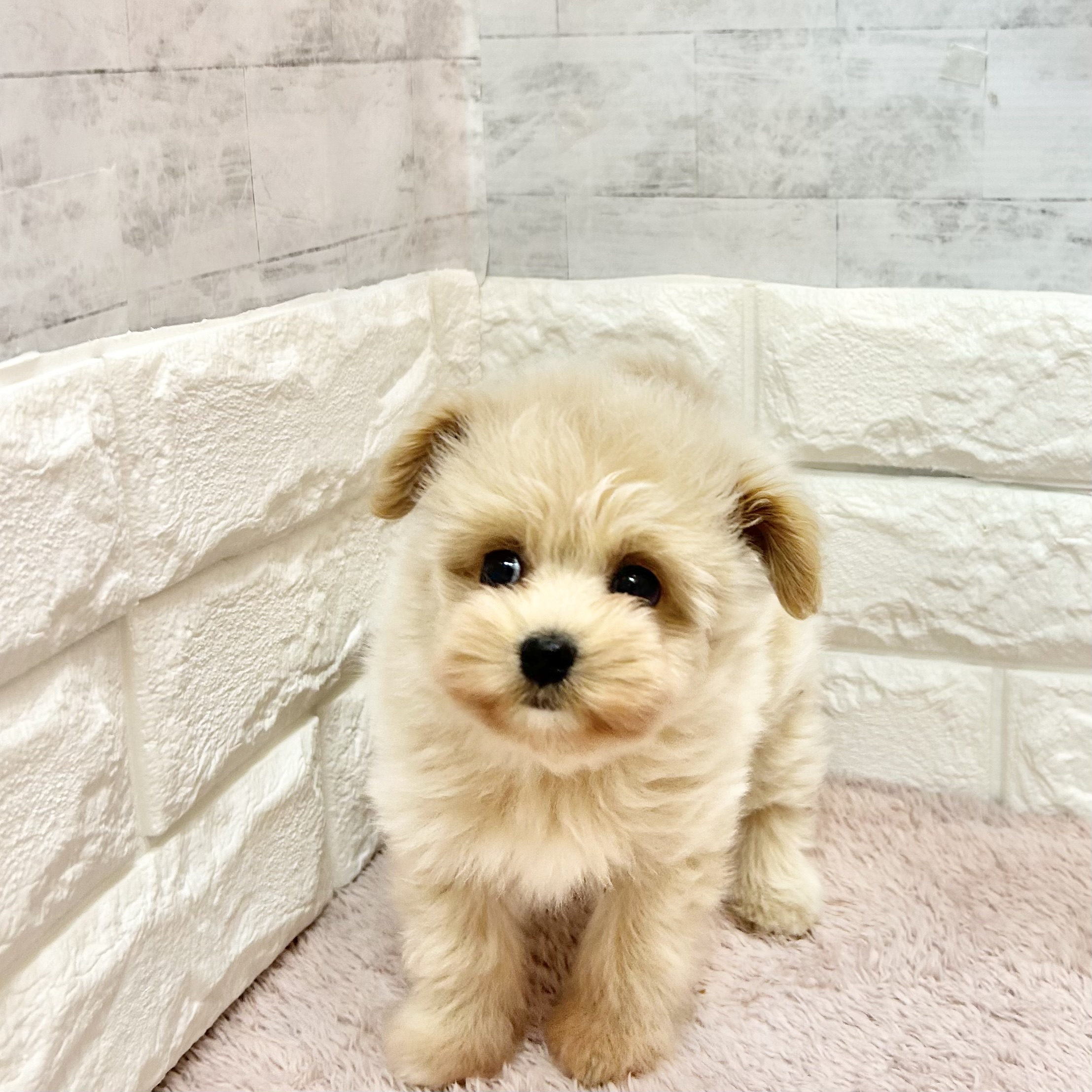 静岡県のポメプー(ポメラニアン×プードル) (犬の家＆猫の里プレ葉ウォーク浜北店/2026年4月20日生まれ/女の子/アプリコット)の子犬の2枚目の画像