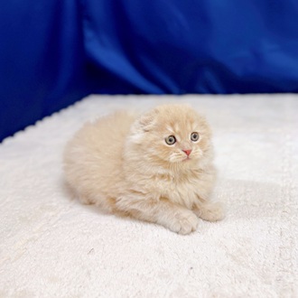 愛知県のスコティッシュフォールド (犬の家＆猫の里一宮店/2025年10月29日生まれ/男の子/クリームタビー)の子猫の2枚目の画像