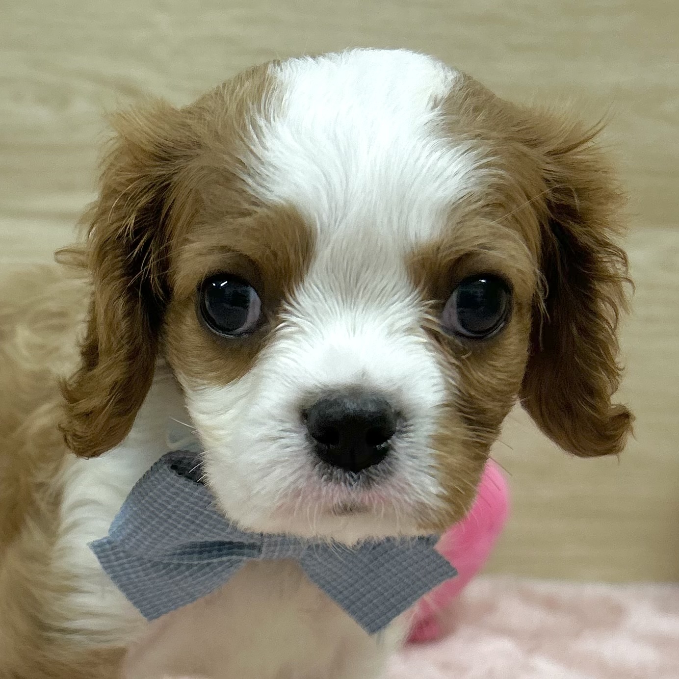 大阪府のキャバリアキングチャールズスパニエル (犬の家＆猫の里そよら東岸和田店/2025年8月26日生まれ/男の子/ブレンハイム)の子犬の1枚目の画像