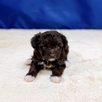 愛知県のマルプー(マルチーズ×プードル) (犬の家＆猫の里一宮店/2025年11月3日生まれ/女の子/シルバー)の子犬の2枚目の画像