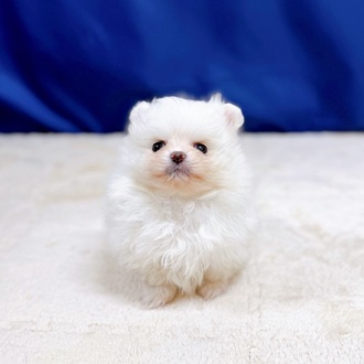 愛知県のポメラニアン (犬の家＆猫の里一宮店/2025年11月2日生まれ/男の子/ホワイト)の子犬の2枚目の画像