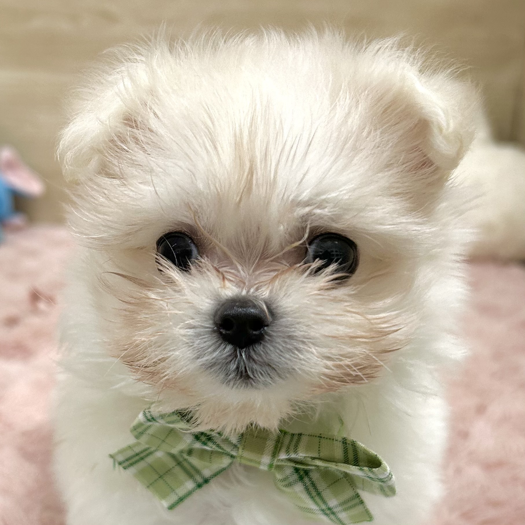 大阪府のポメマル/マルポメ(ポメラニアン×マルチーズ) (犬の家＆猫の里そよら東岸和田店/2025年9月3日生まれ/女の子/クリーム)の子犬の1枚目の画像