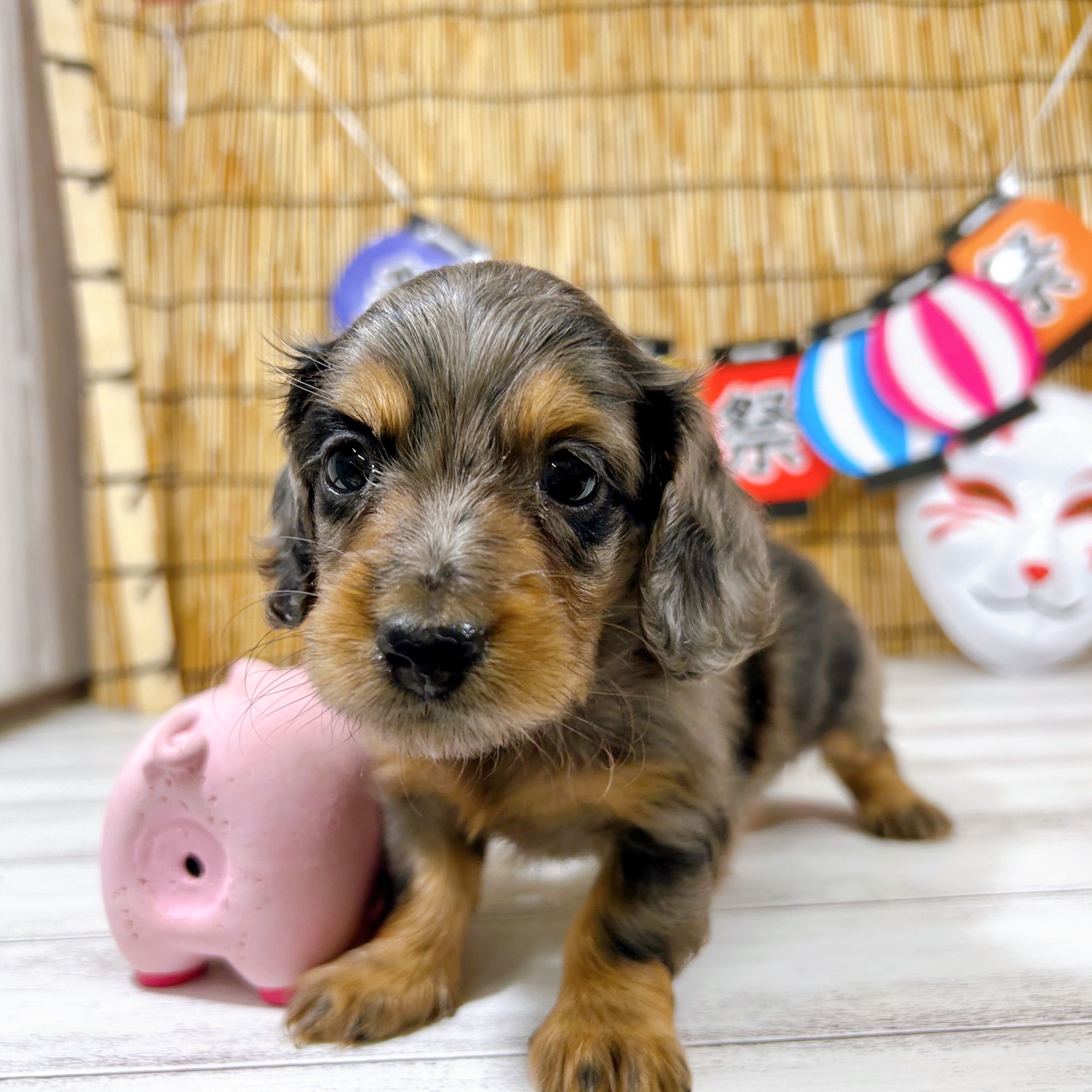 神奈川県のミニチュアダックスフンド(ロング) (犬の家＆猫の里小田原店/2025年7月15日生まれ/女の子/シルバーダップル)の子犬