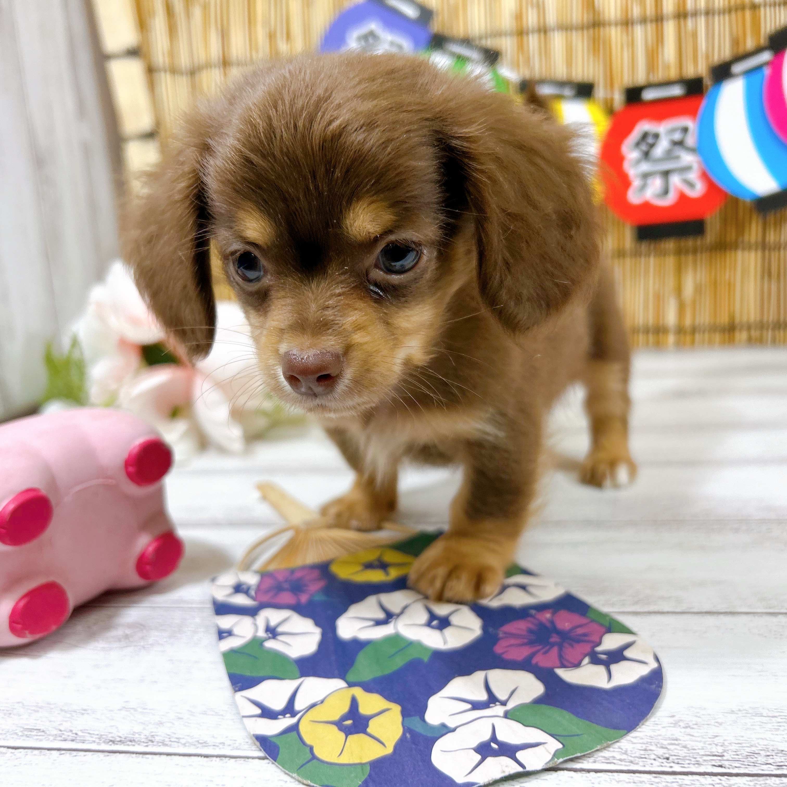 神奈川県のチワックス(チワワ×ダックス) (犬の家＆猫の里小田原店/2025年7月15日生まれ/男の子/チョコレートタン)の子犬の1枚目の画像