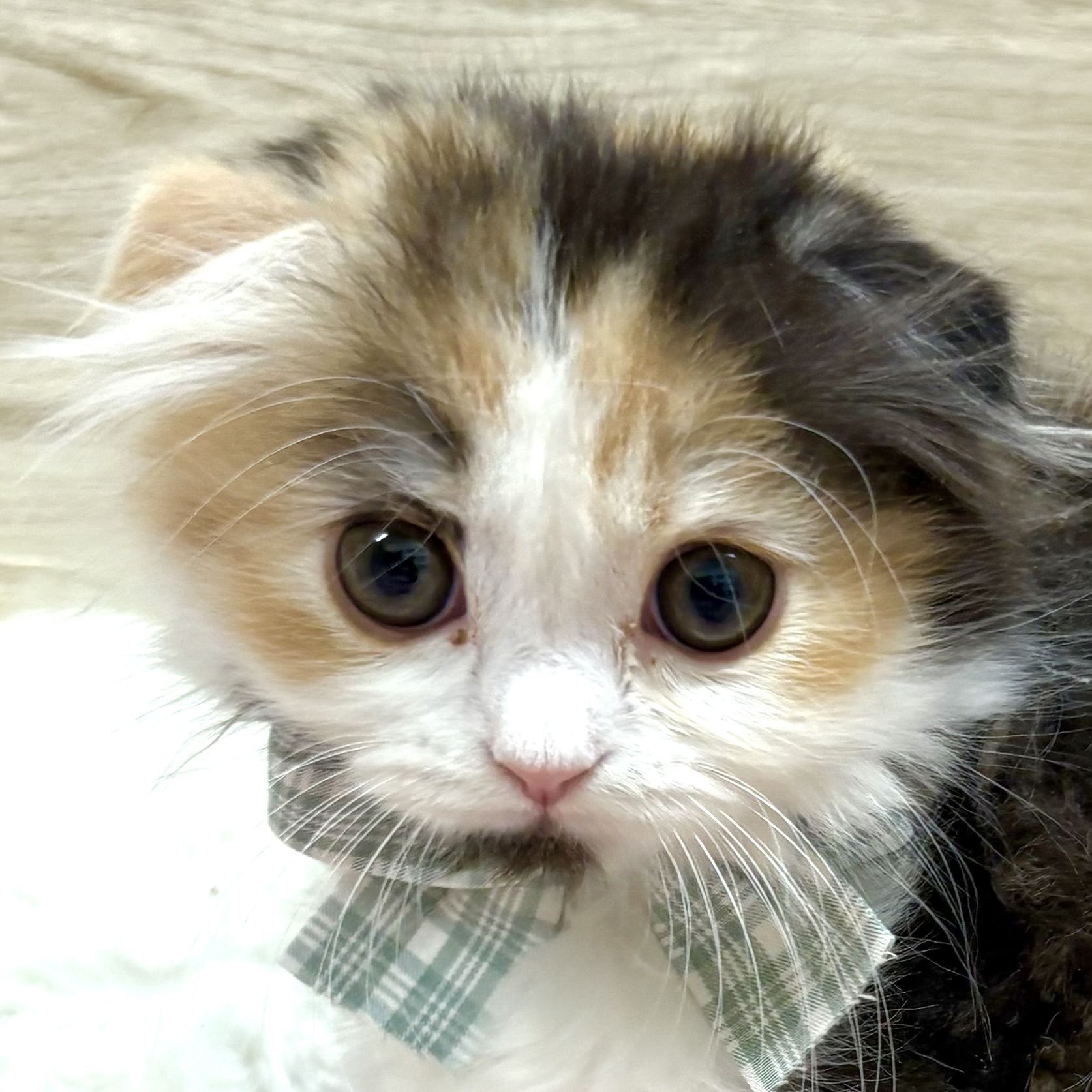 スコティッシュフォールド女の子の写真