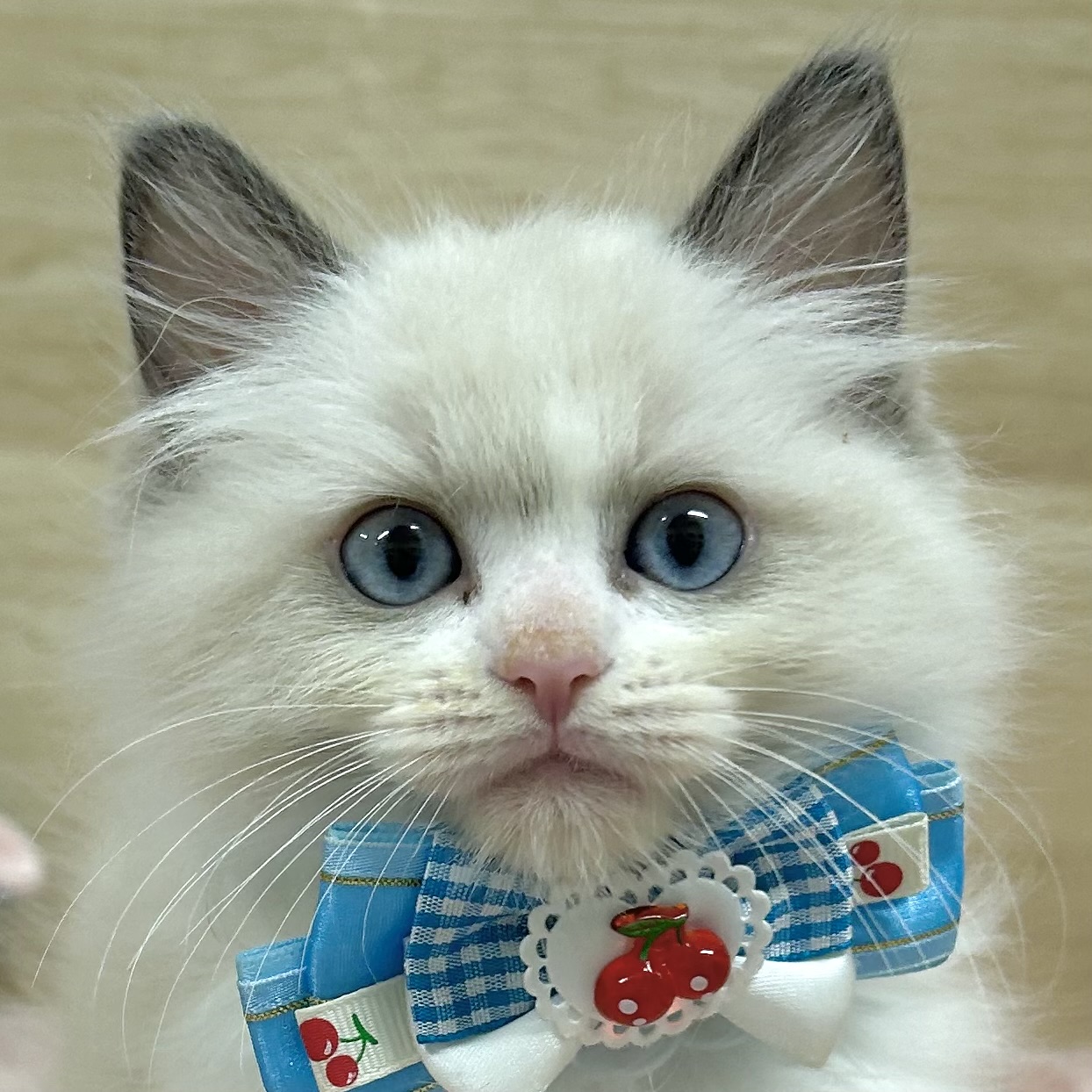 大阪府のラグドール (犬の家＆猫の里そよら東岸和田店/2025年9月4日生まれ/男の子/ブルーポイントバイカラー)の子猫の1枚目の画像