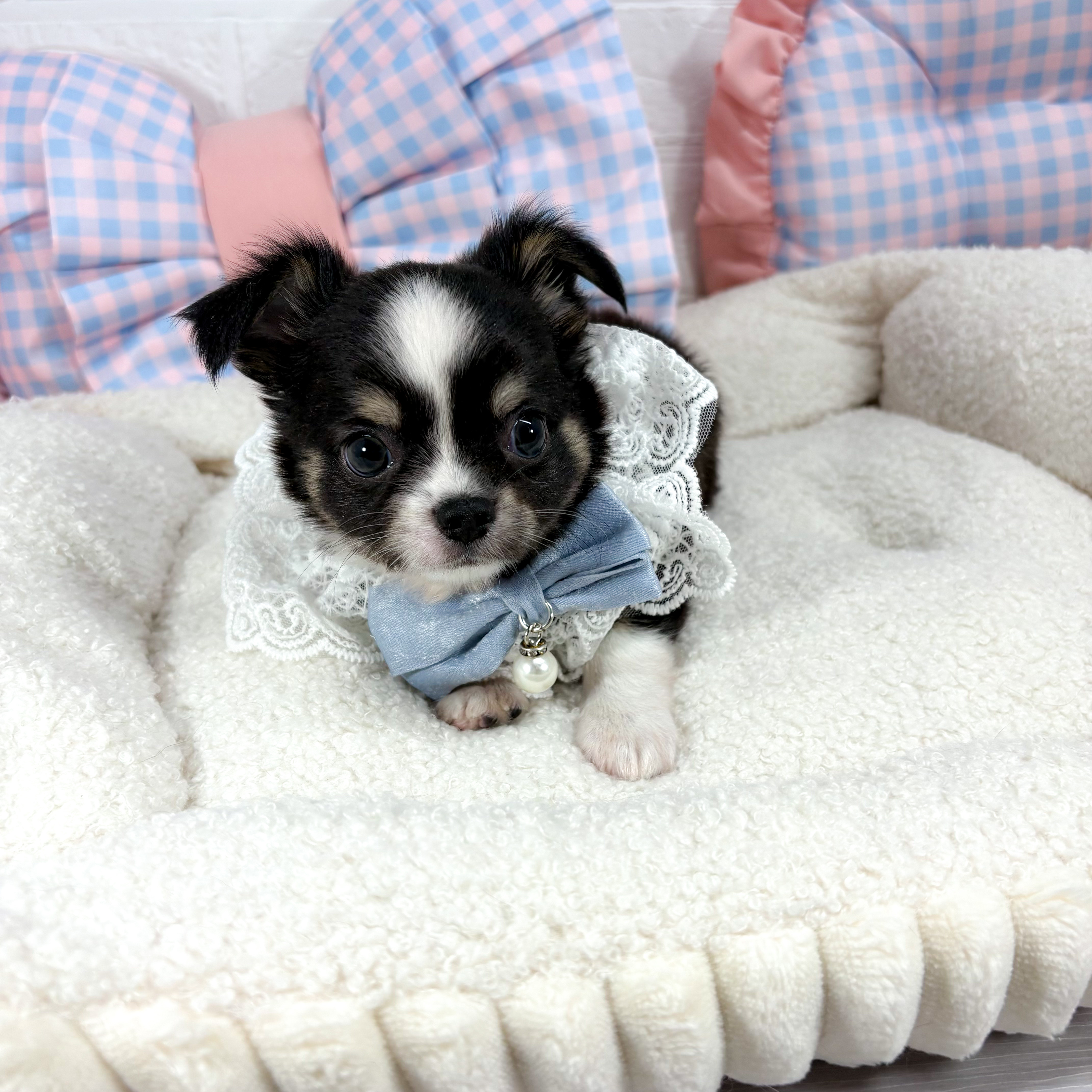 神奈川県のチワワ(ロング) (犬の家＆猫の里元住吉ブレーメン通り店/2025年5月12日生まれ/男の子/ブラックタンホワイト)の子犬の2枚目の画像