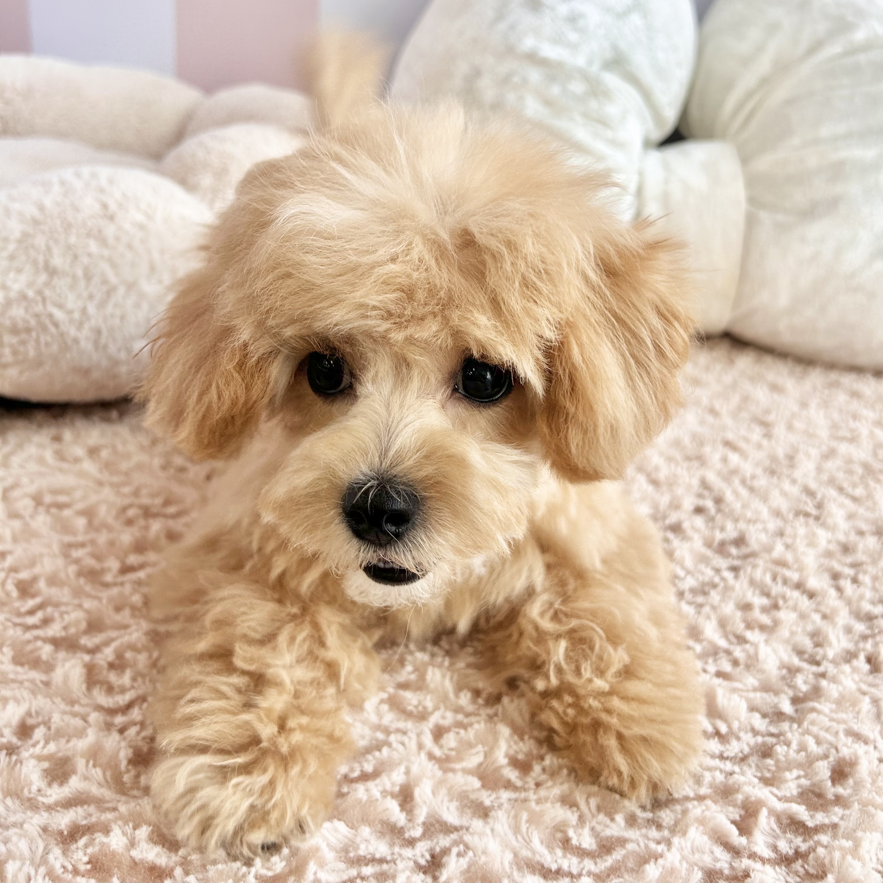 岡山県のマルプー(マルチーズ×プードル) (犬の家＆猫の里倉敷中庄店/2025年10月6日生まれ/女の子/アプリコットホワイト)の子犬の2枚目の画像